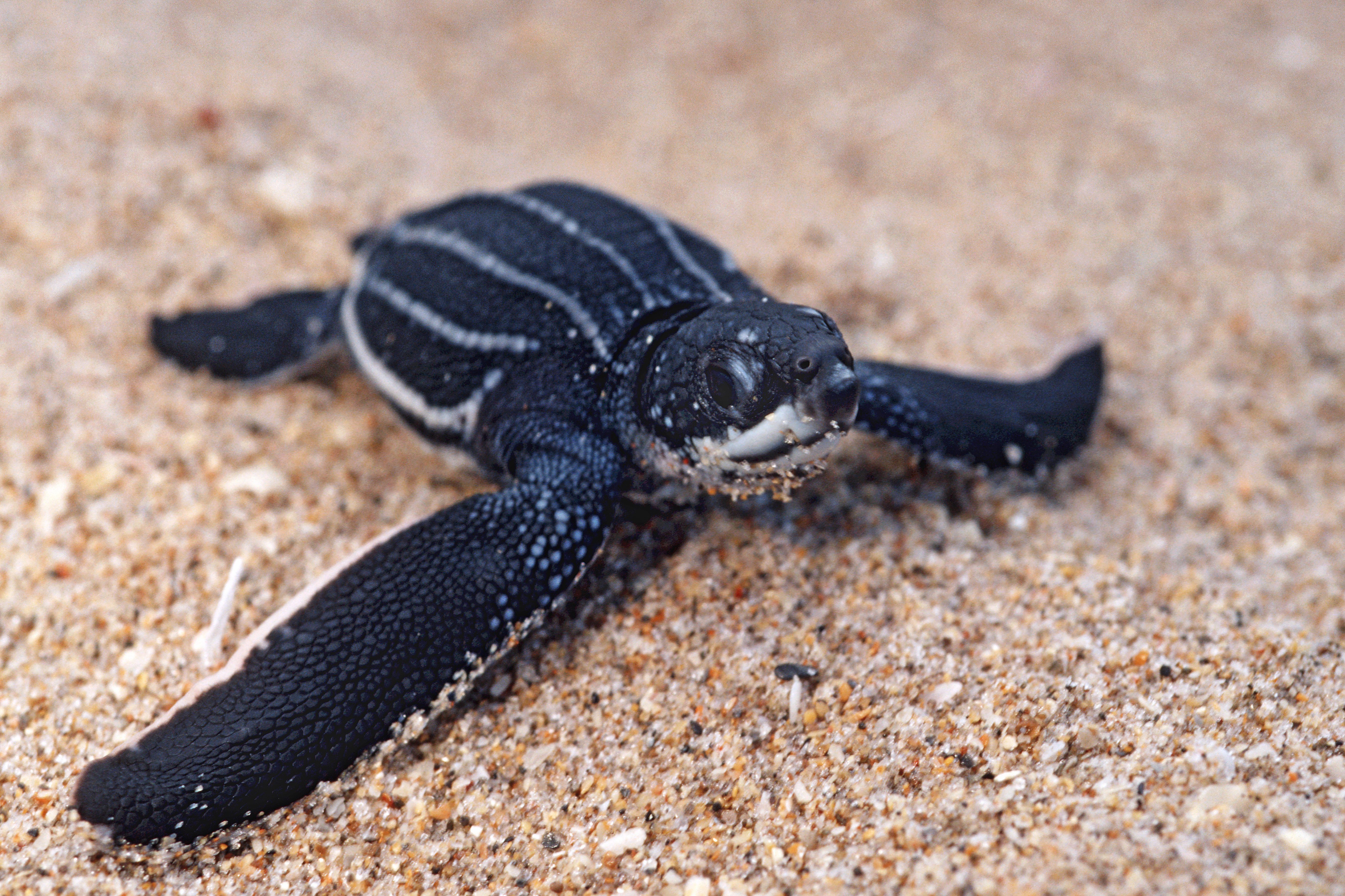 The Leatherback Turtle