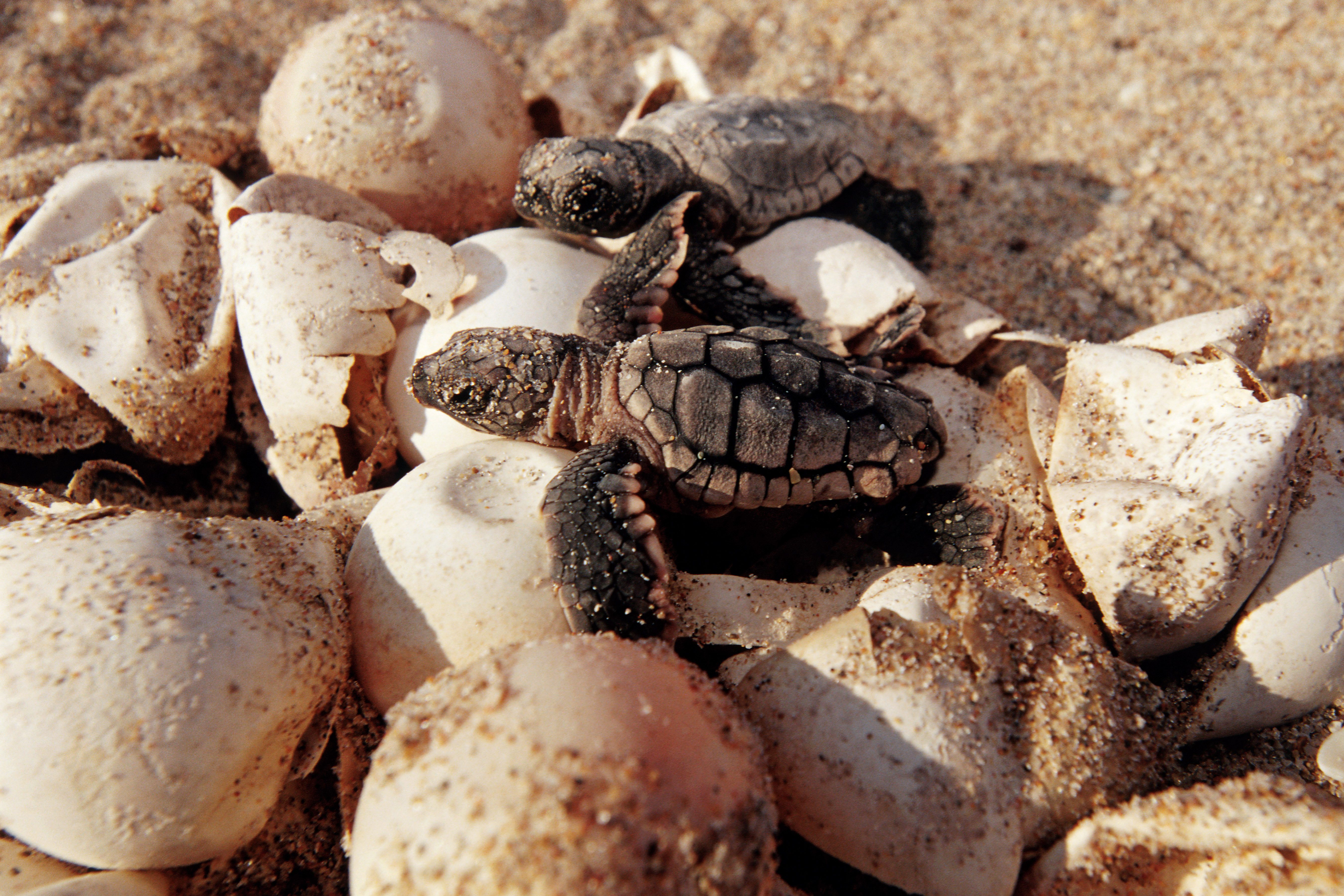 Loggerhead turtle