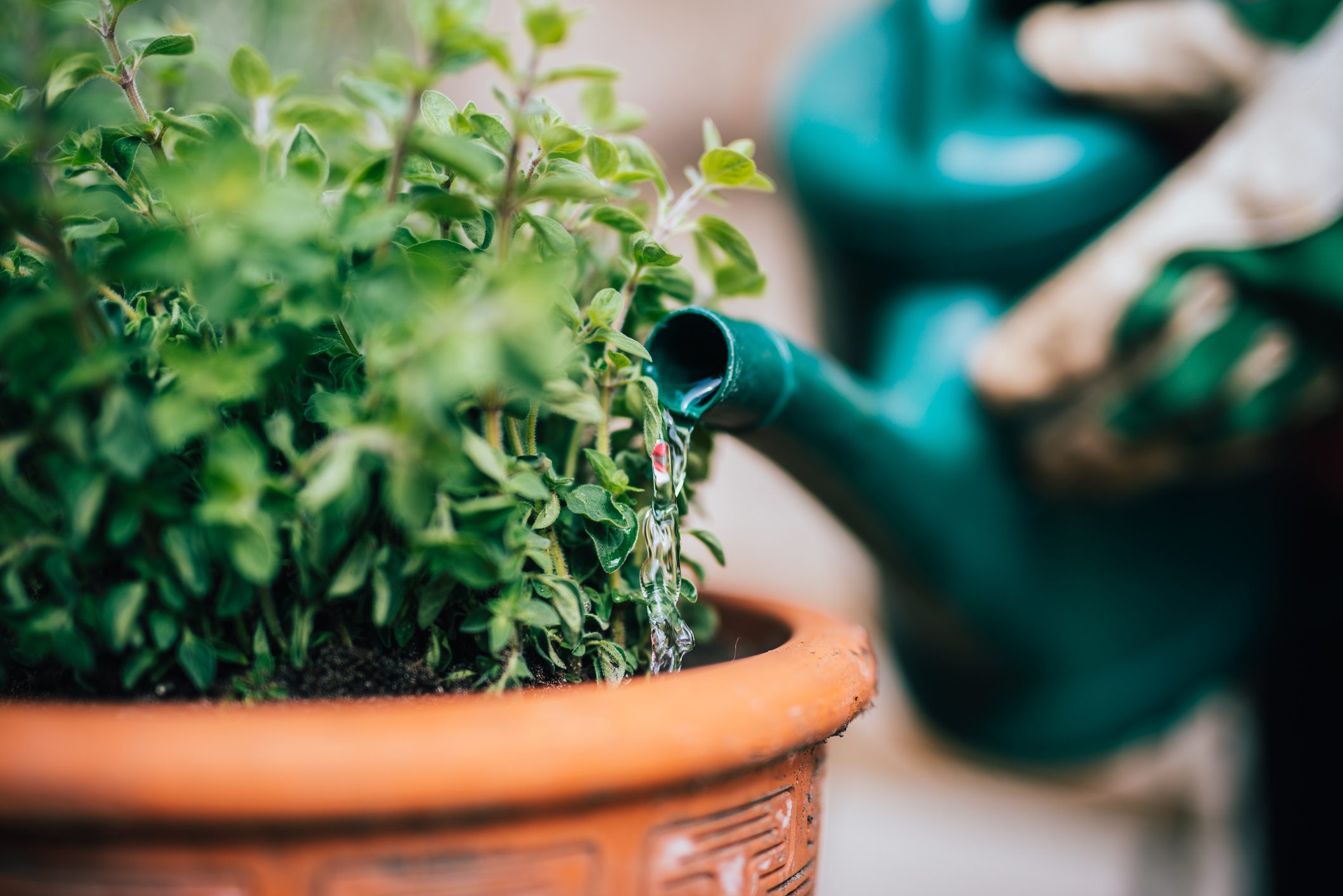 Watering fresh planted herbage.