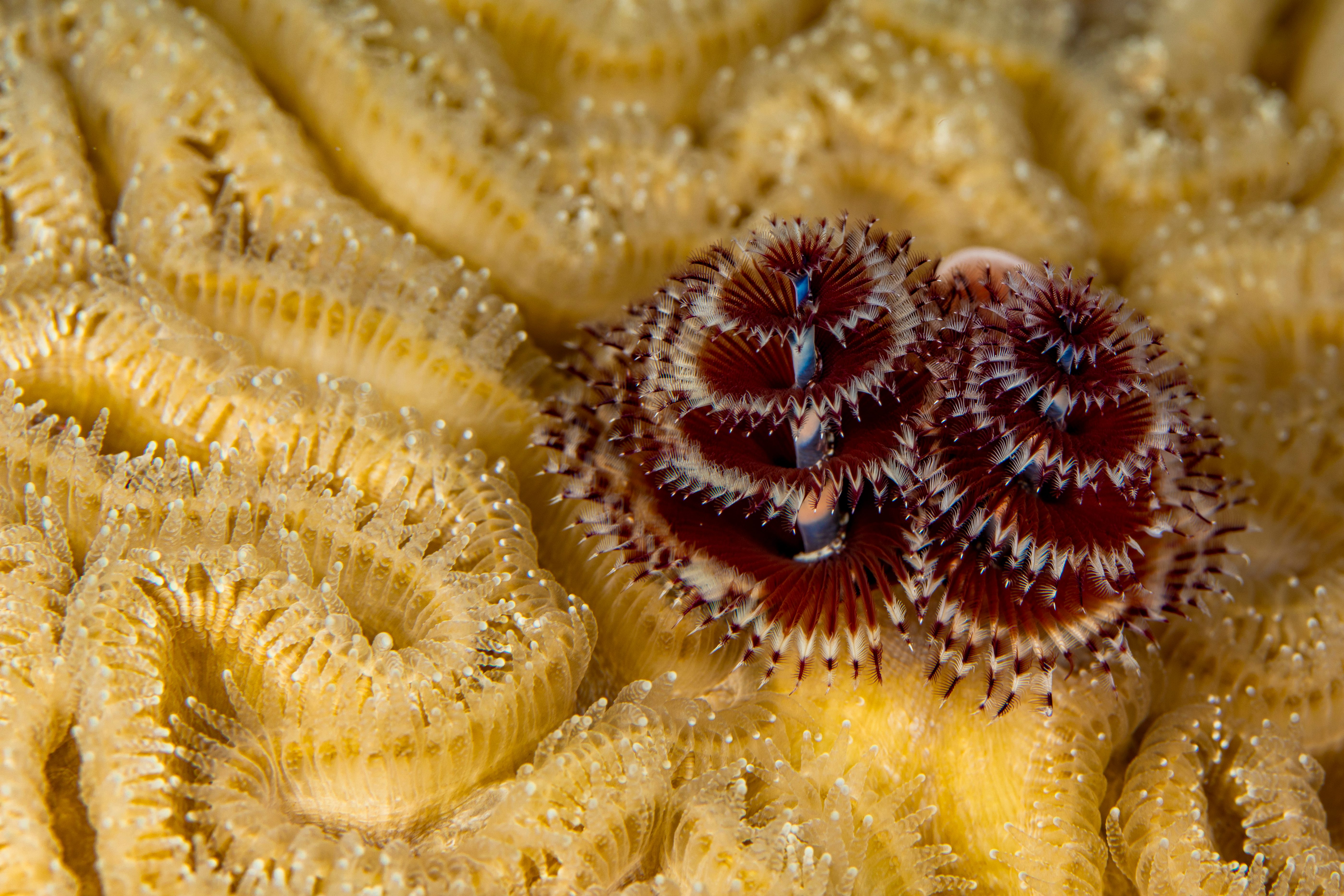 Underwater view of pair of christmas tree worms (spirobranchus giganteous), close up, Eleuthera, Bahamas