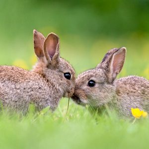 happy picture of Two Baby Wild Rabbits Kissing in grass