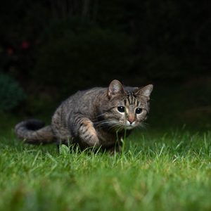 cat hunting at night