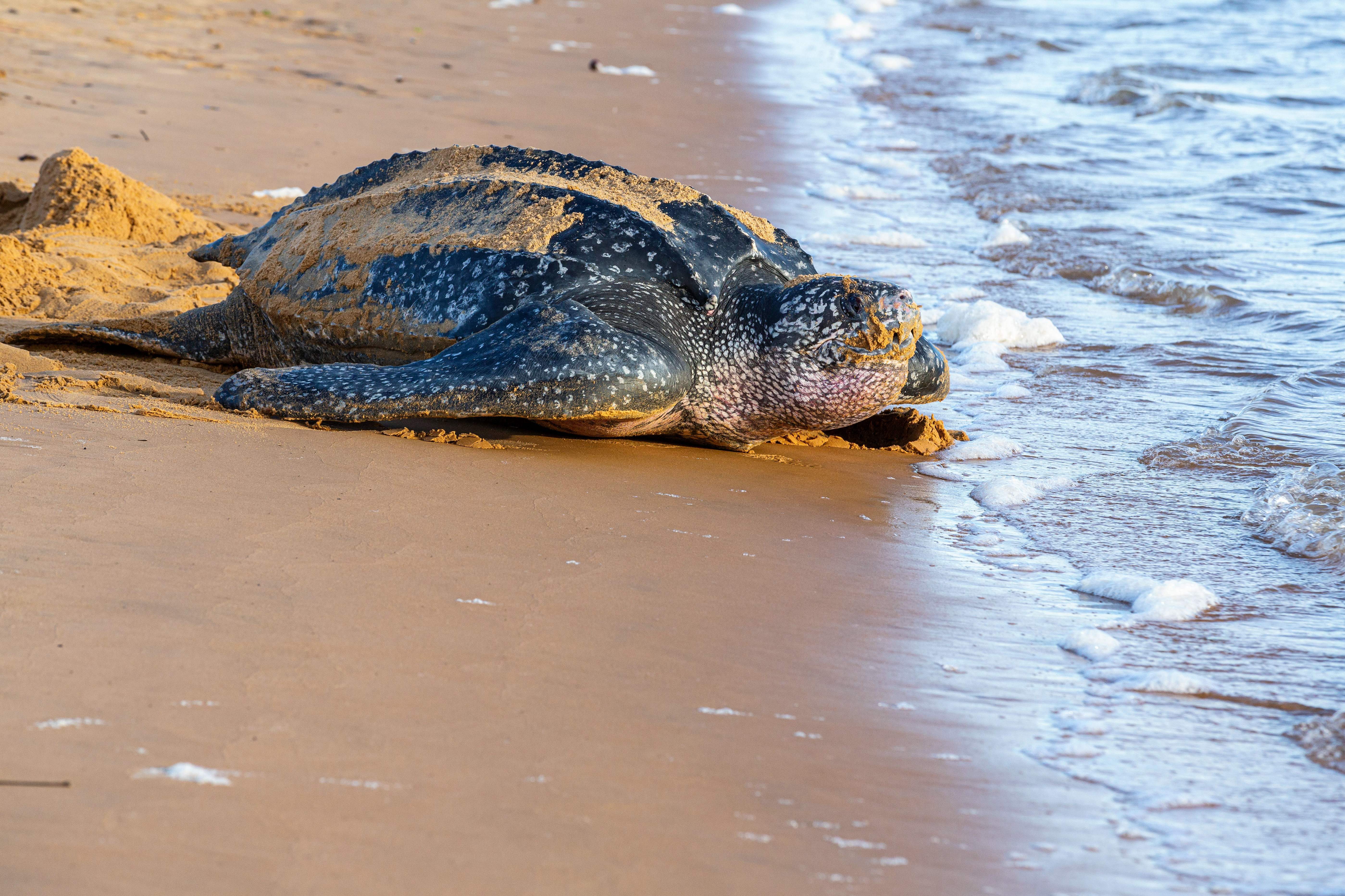 TOPSHOT-FRANCE-GUIANA-OVERSEAS-ENVIRONMENT