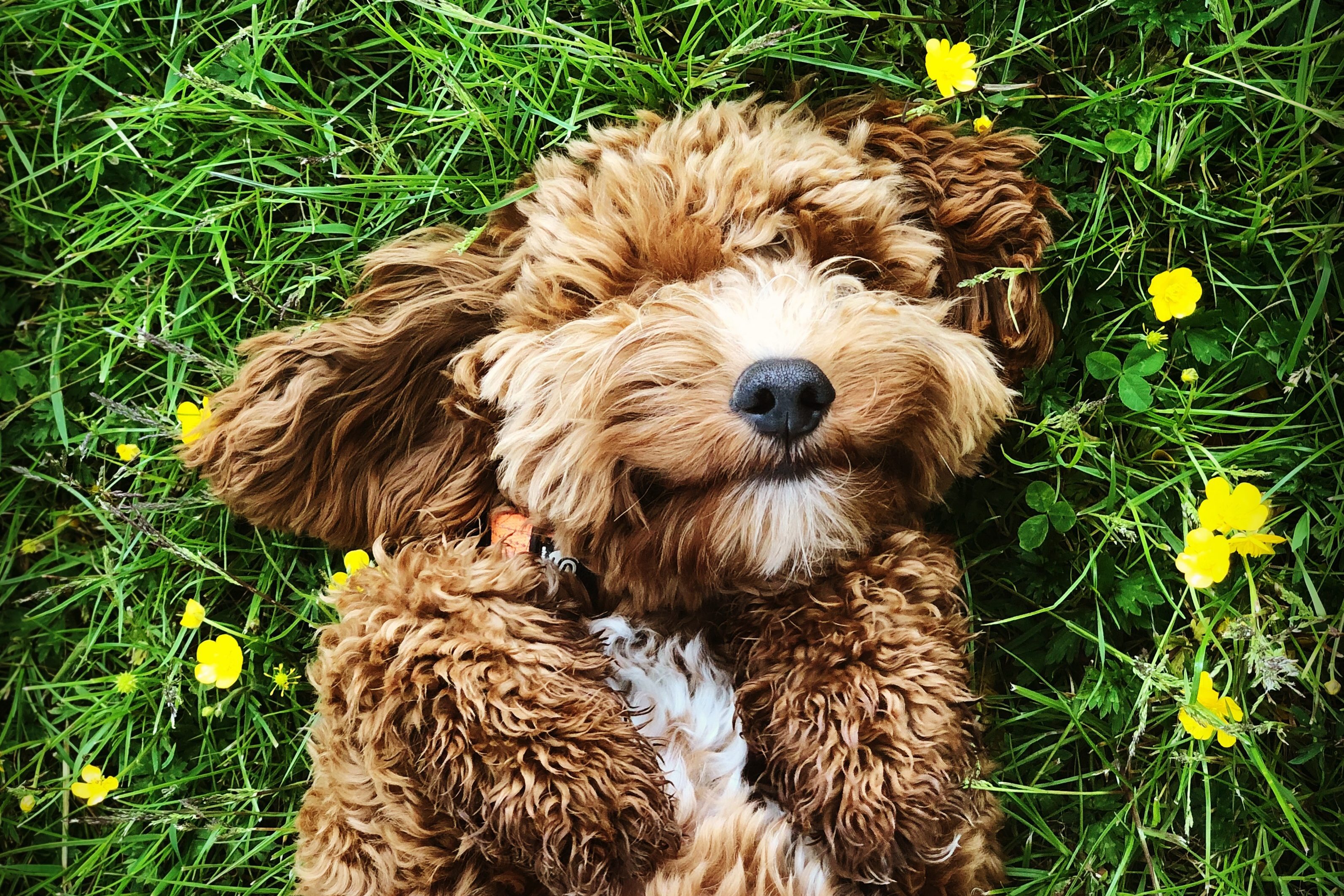 Happy dog