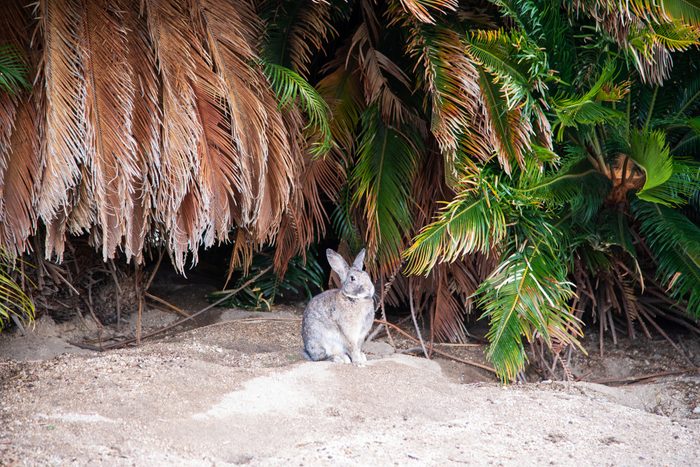 Cute little bunny outside