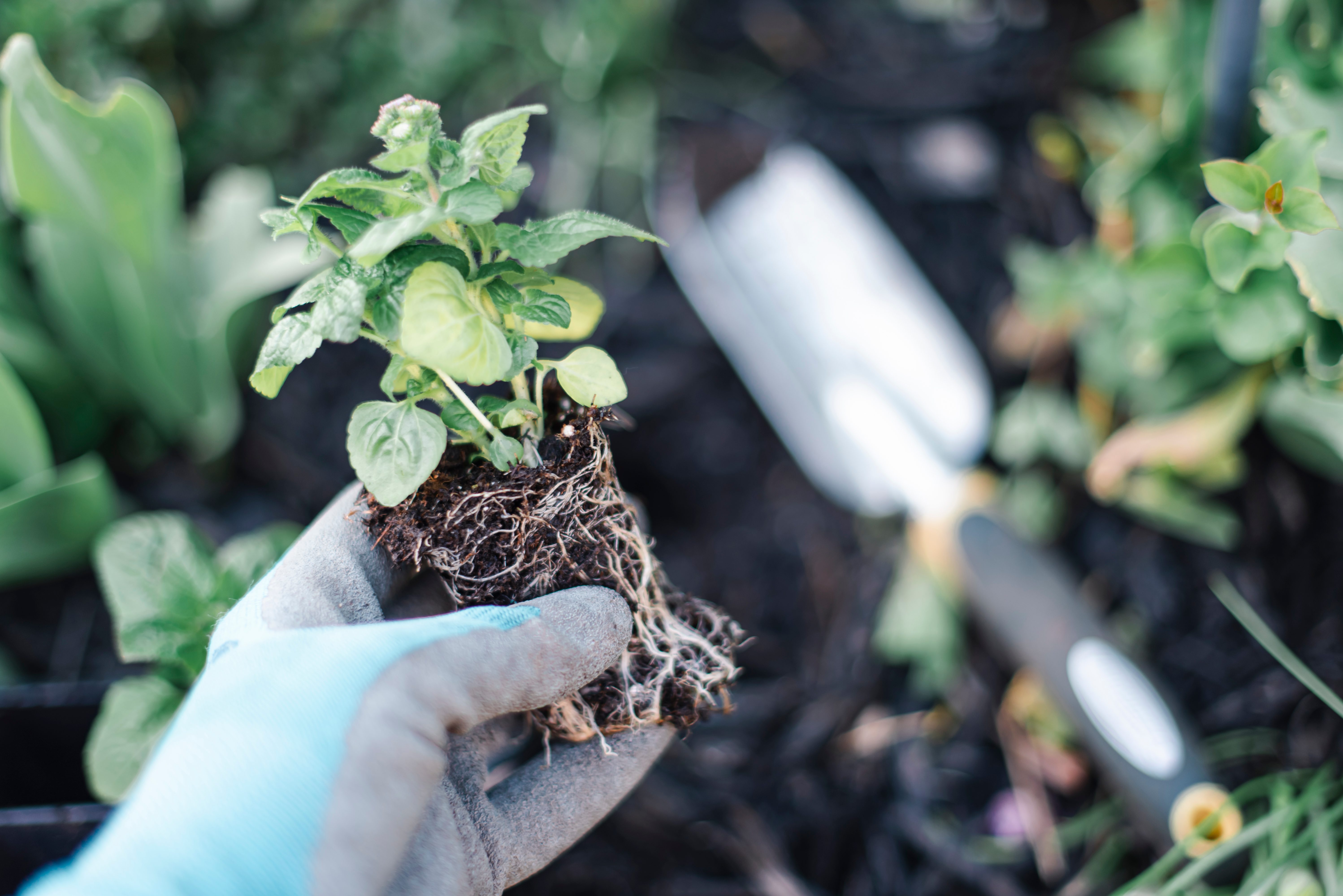 Close up of hand wearing gardening glove holding a new plant.