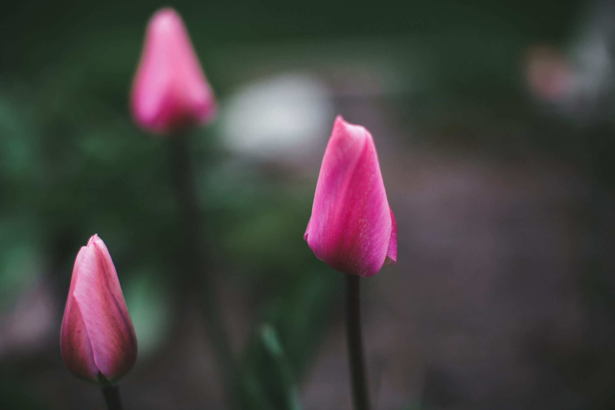 Tulips buds