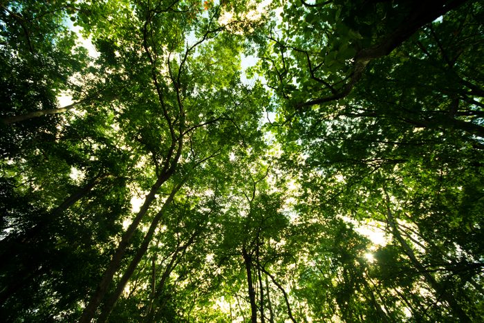 Tropical rain forest background.