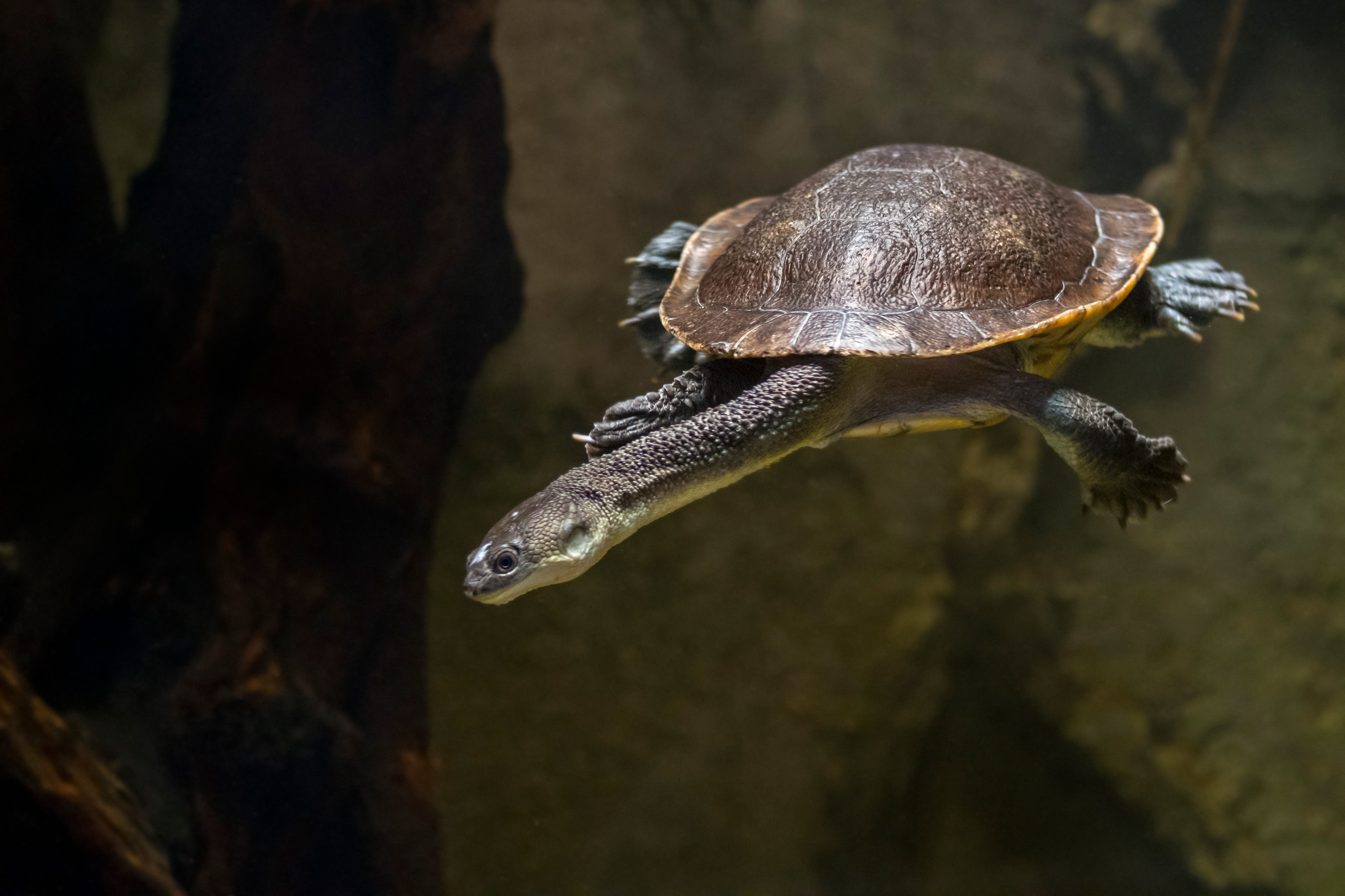 Roti Island snake-necked turtle