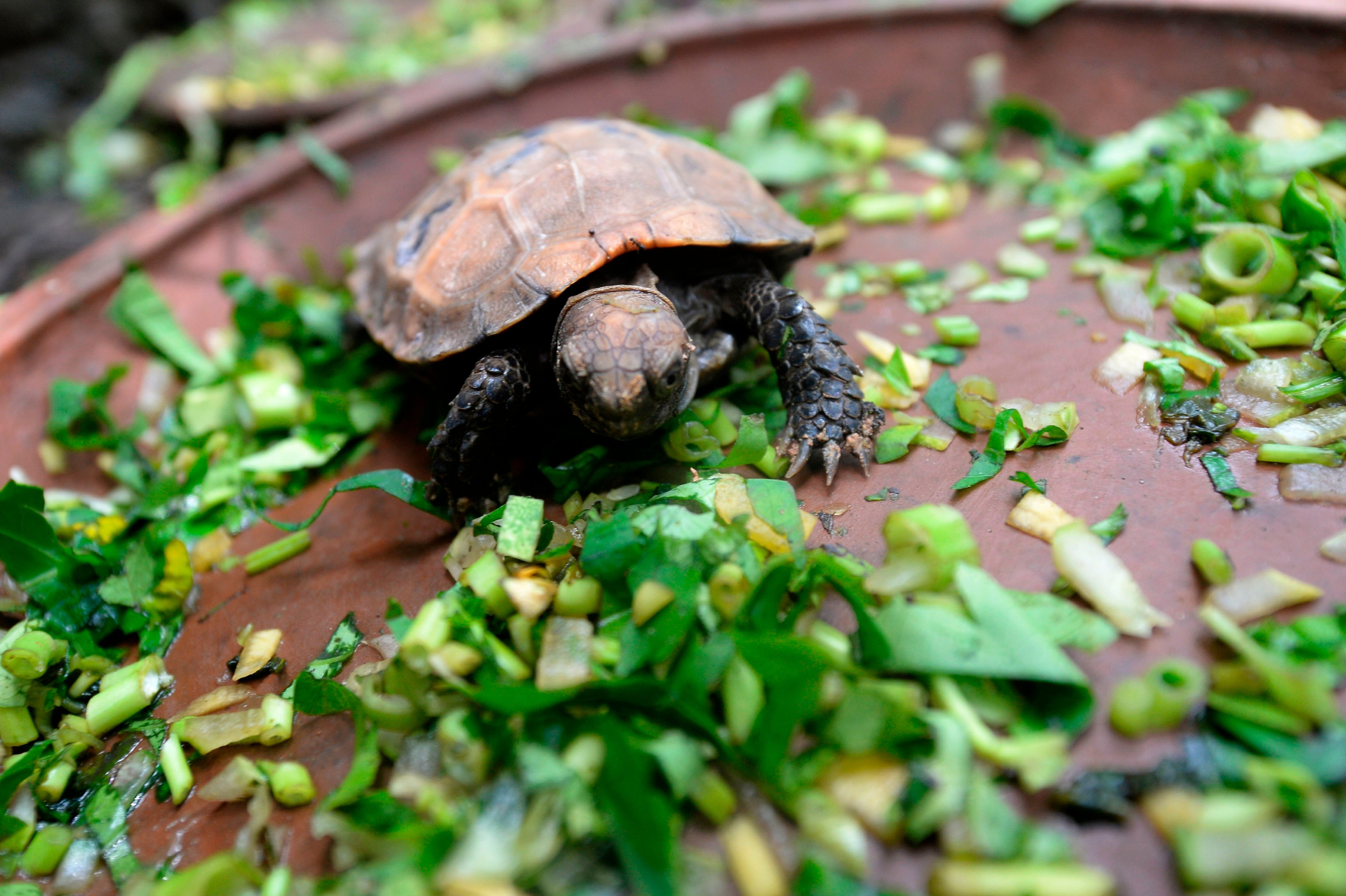 BANGLADESH-CONSERVATION-ENVIRONMENT-ANIMAL-TORTOISE