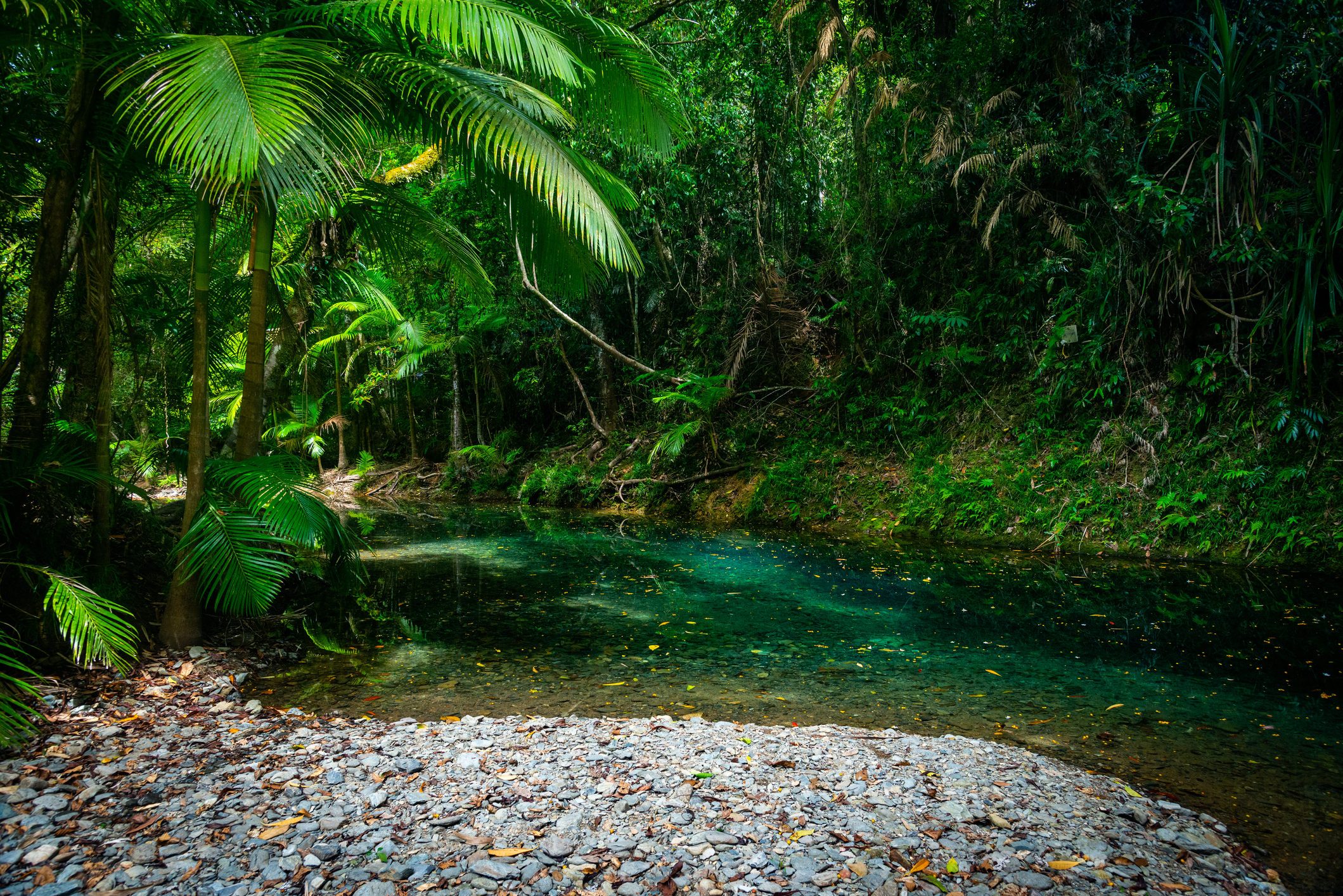 Scenic View Of River Flowing Through Forest