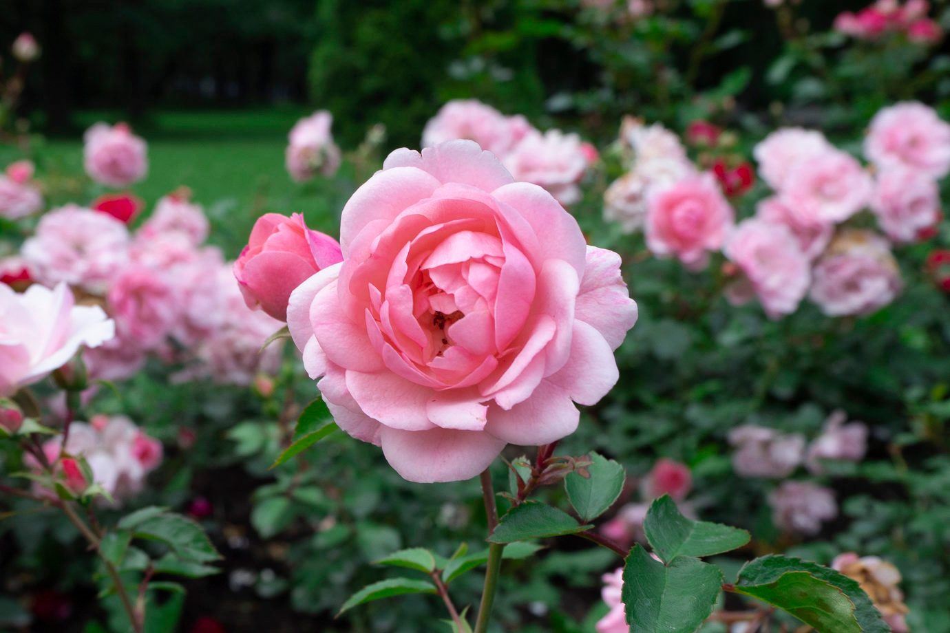 Beautiful and delicate pink tea roses in the garden on green bushes.