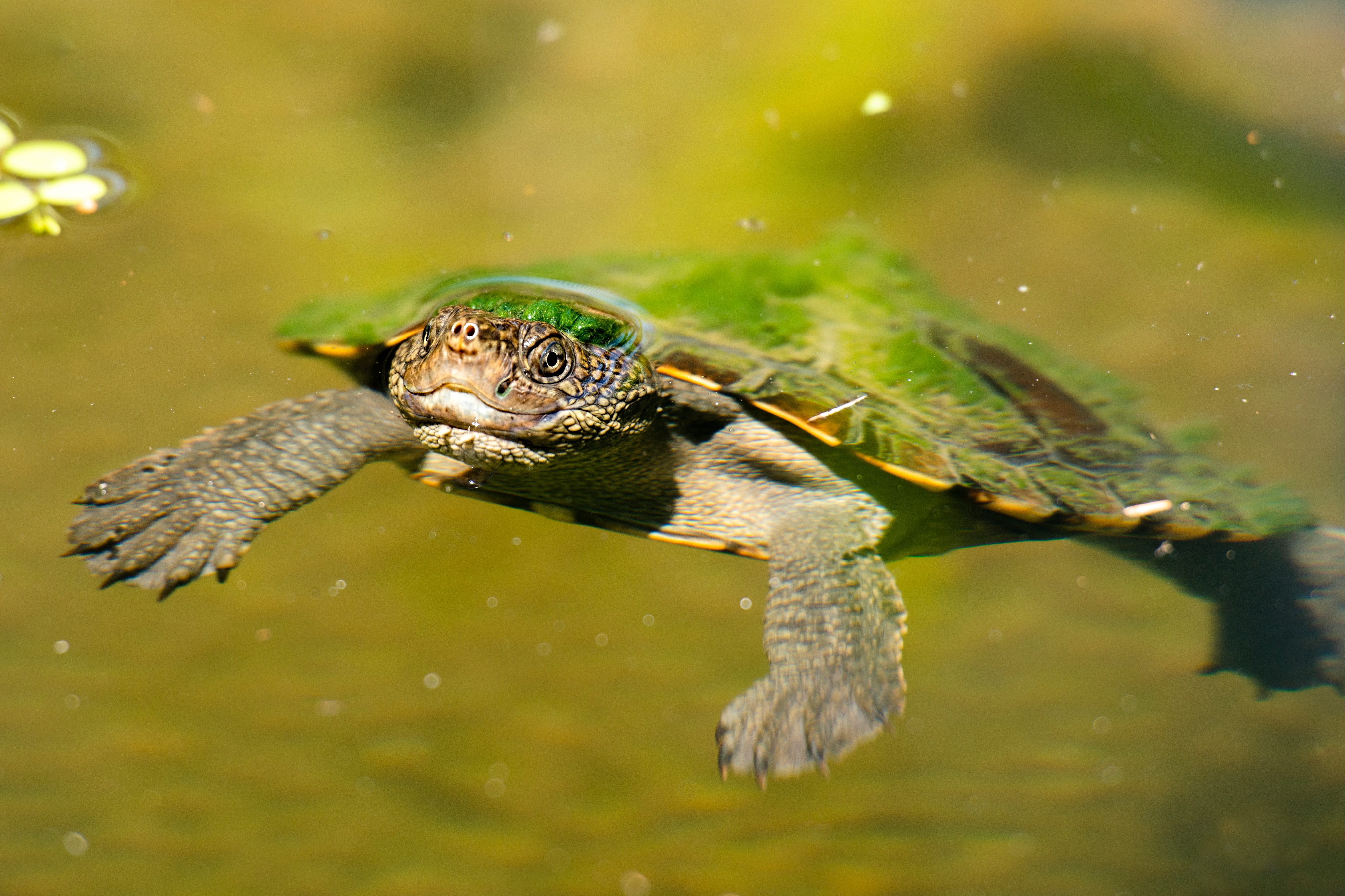 Mary River Turtle