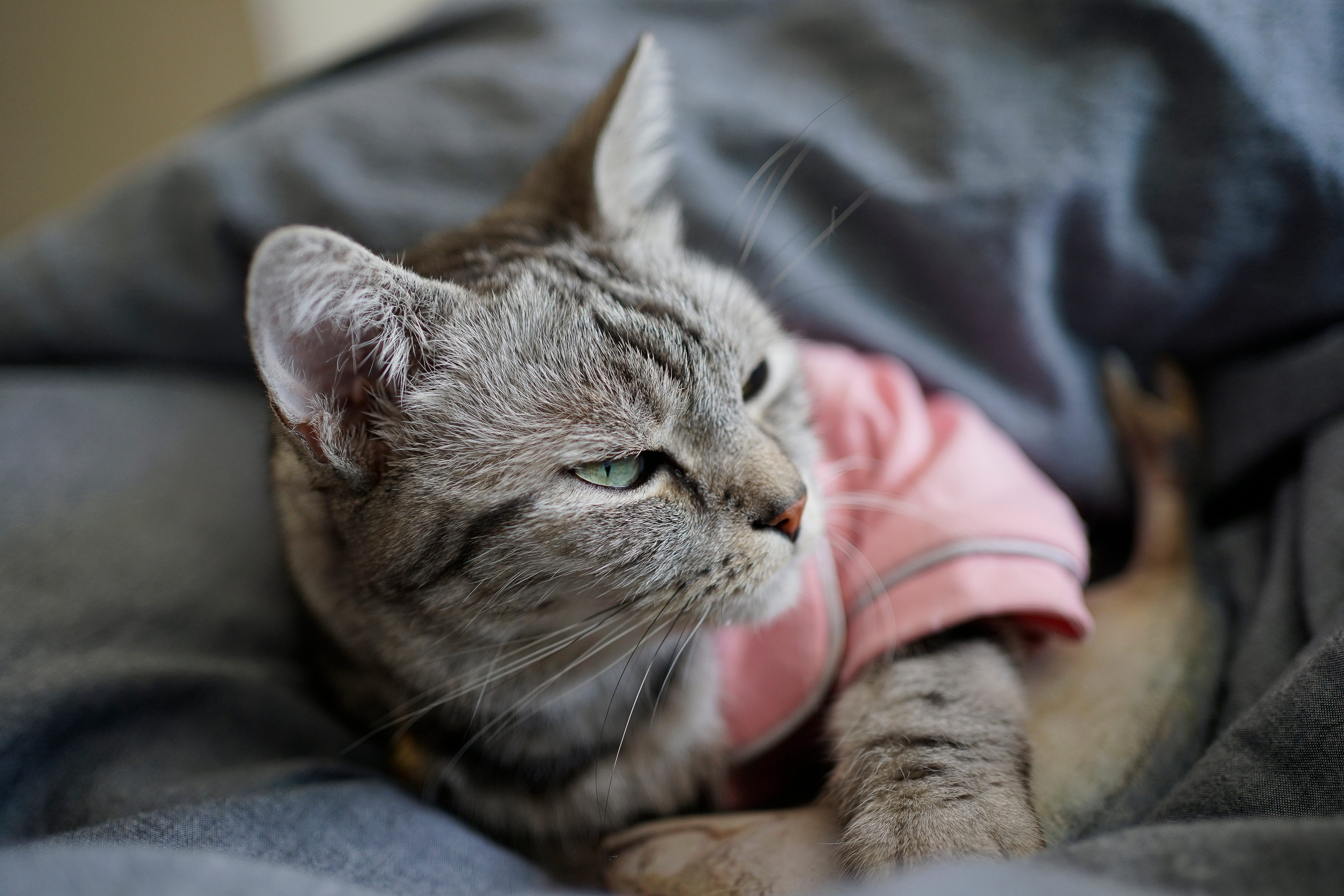 close up very cute american short hair cat sleeping on the cozy bed