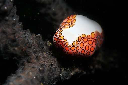 Flamingo tongue snail Wildlife Ocean