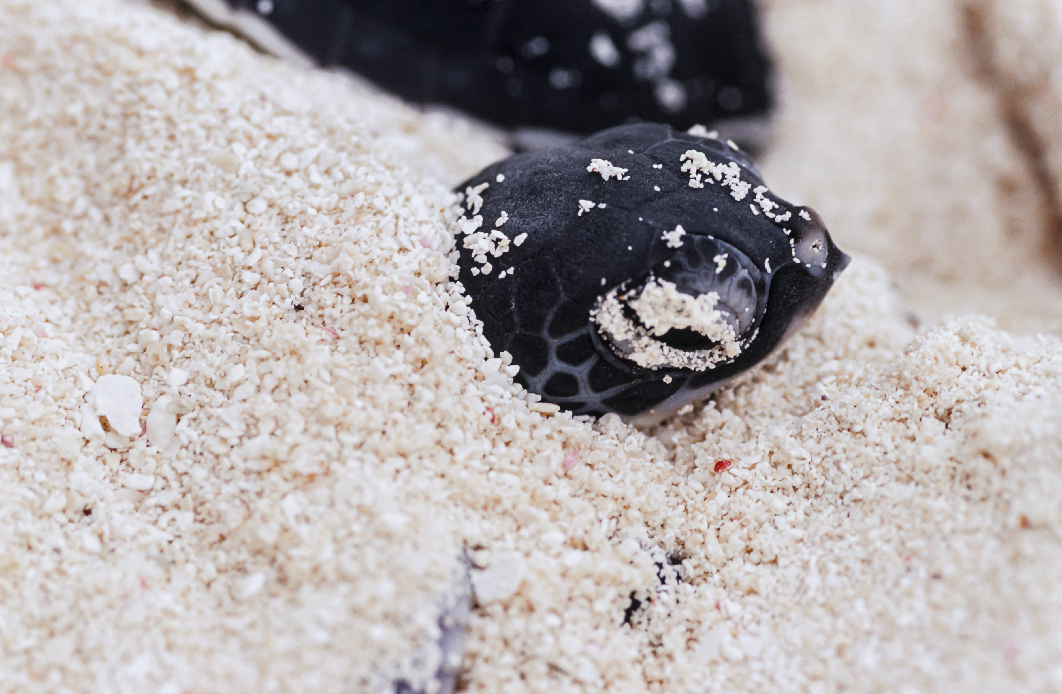 Hatchling sea turtle