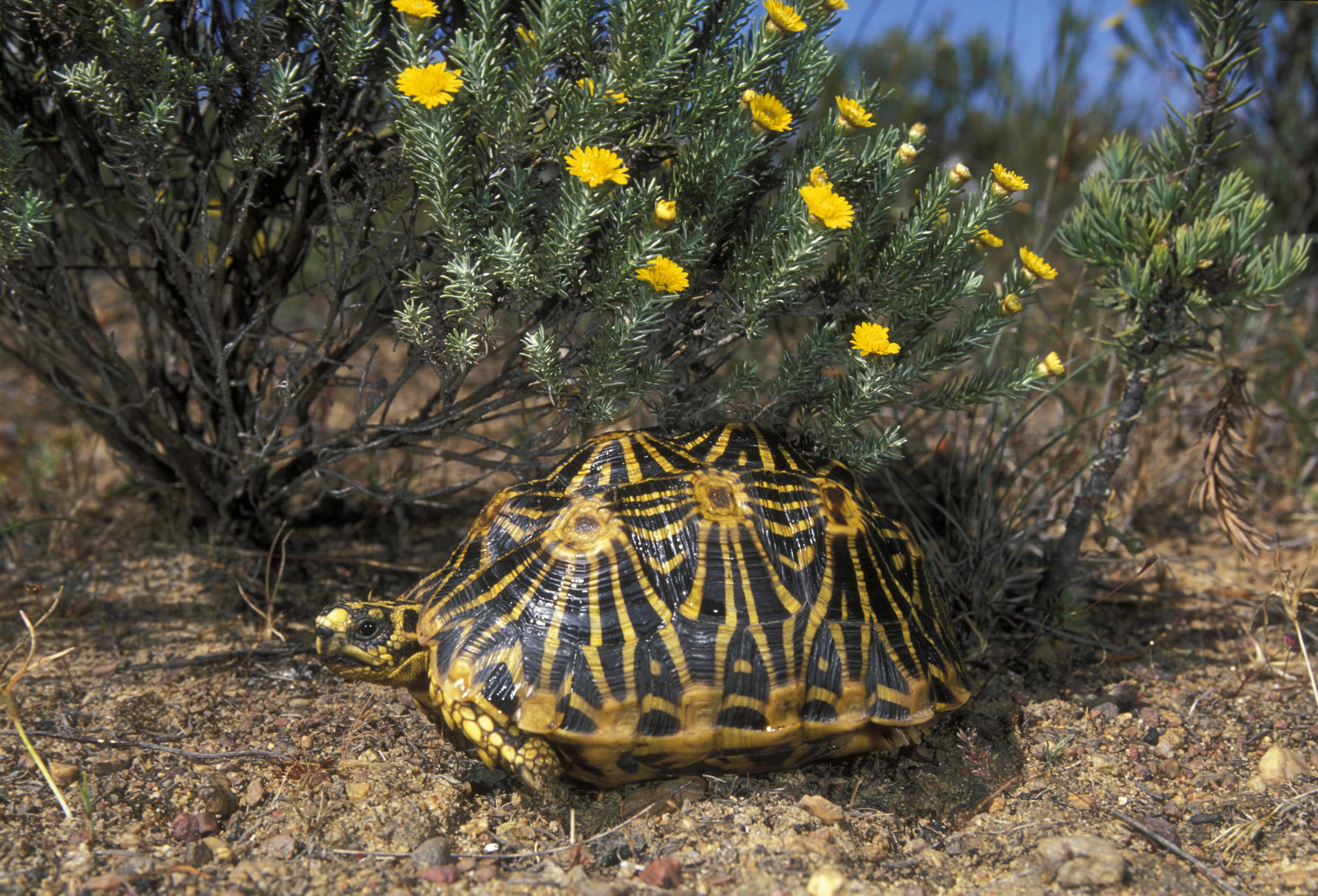 ENDANGERED AND FYNBOS ENDEMIC GEOMETRIC TORTOISE, PSAMMOBATES GEOMETRICUS, SOUTH AFRICA RAREST TORTOISE IN AFRICA