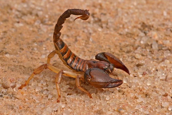 Aggressive scorpion