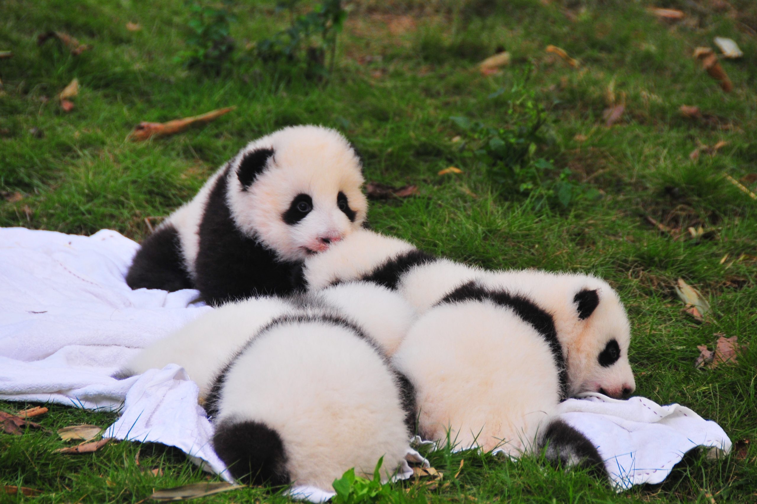 Baby pandas