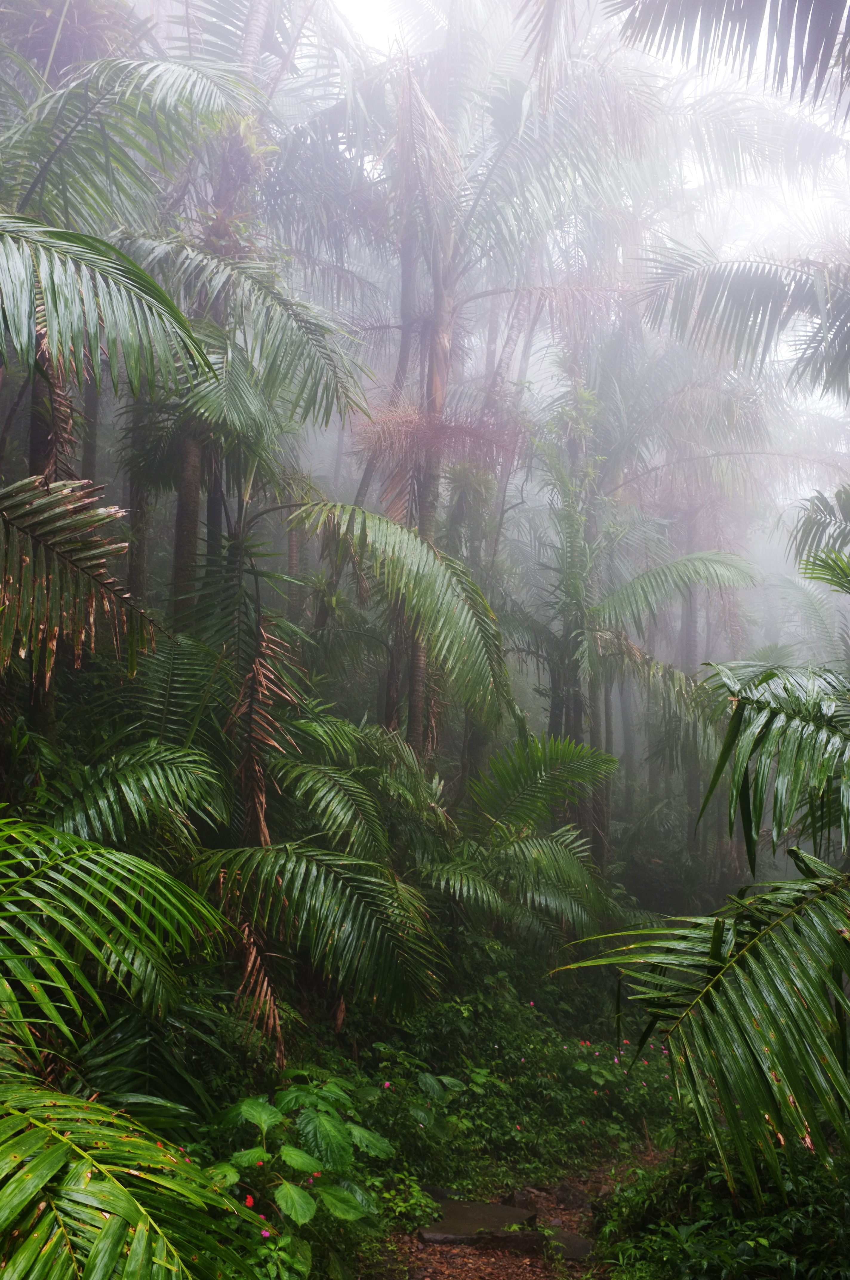 A sultry wet El Yunque Rain Forest in Puerto Rico
