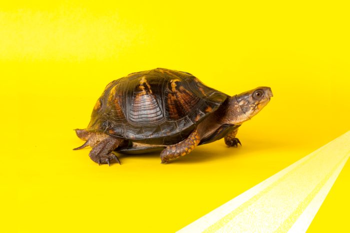 Turtle Crossing the Finish Line