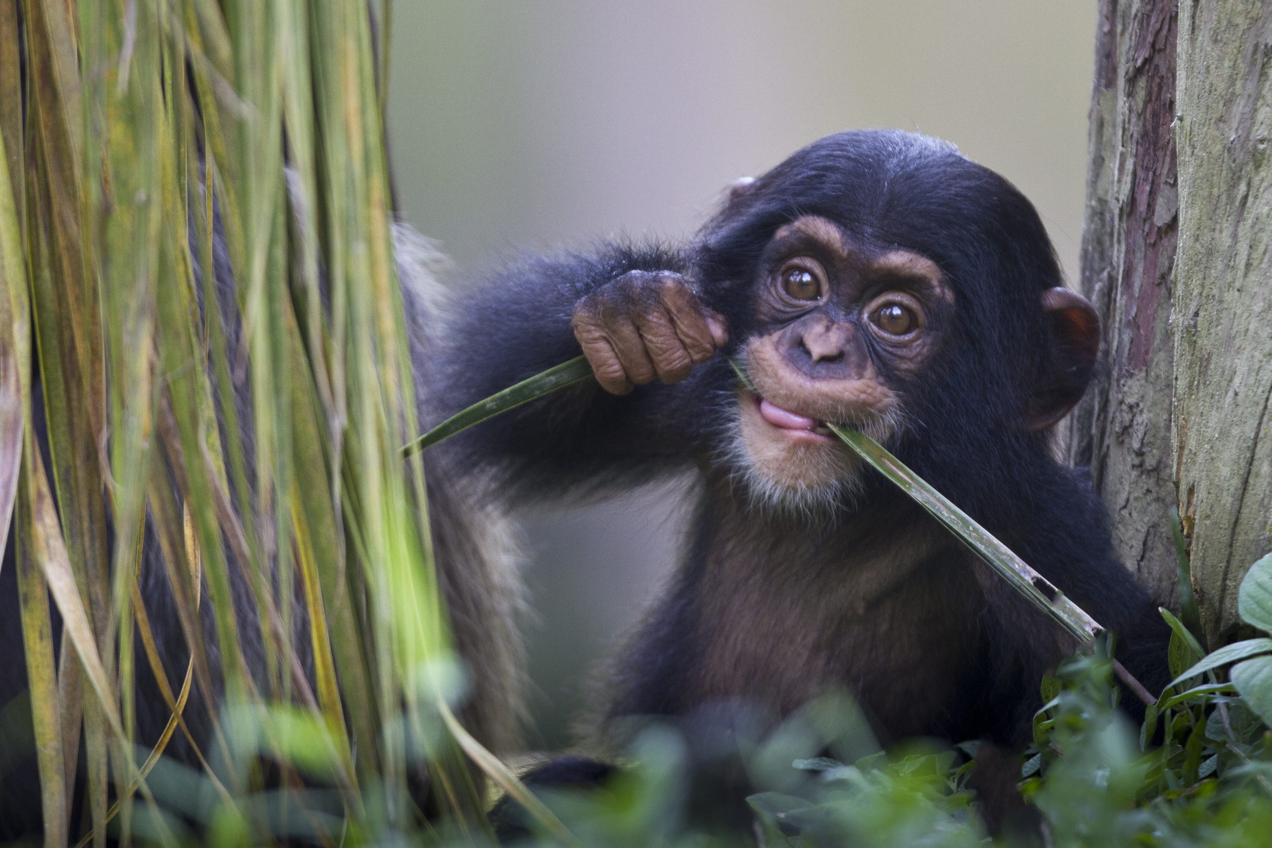 Chimpanzee baby