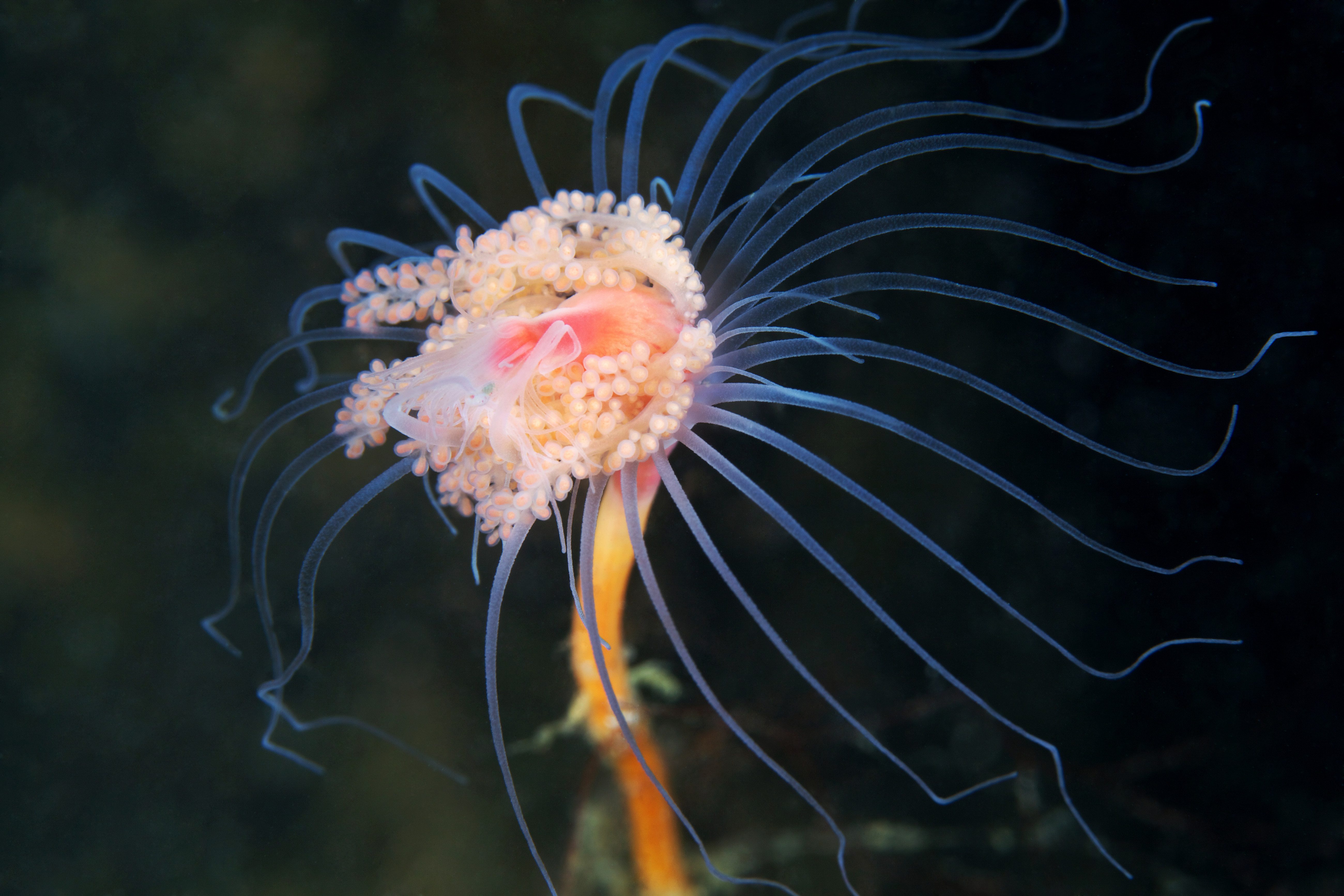 Tubularia indivisa