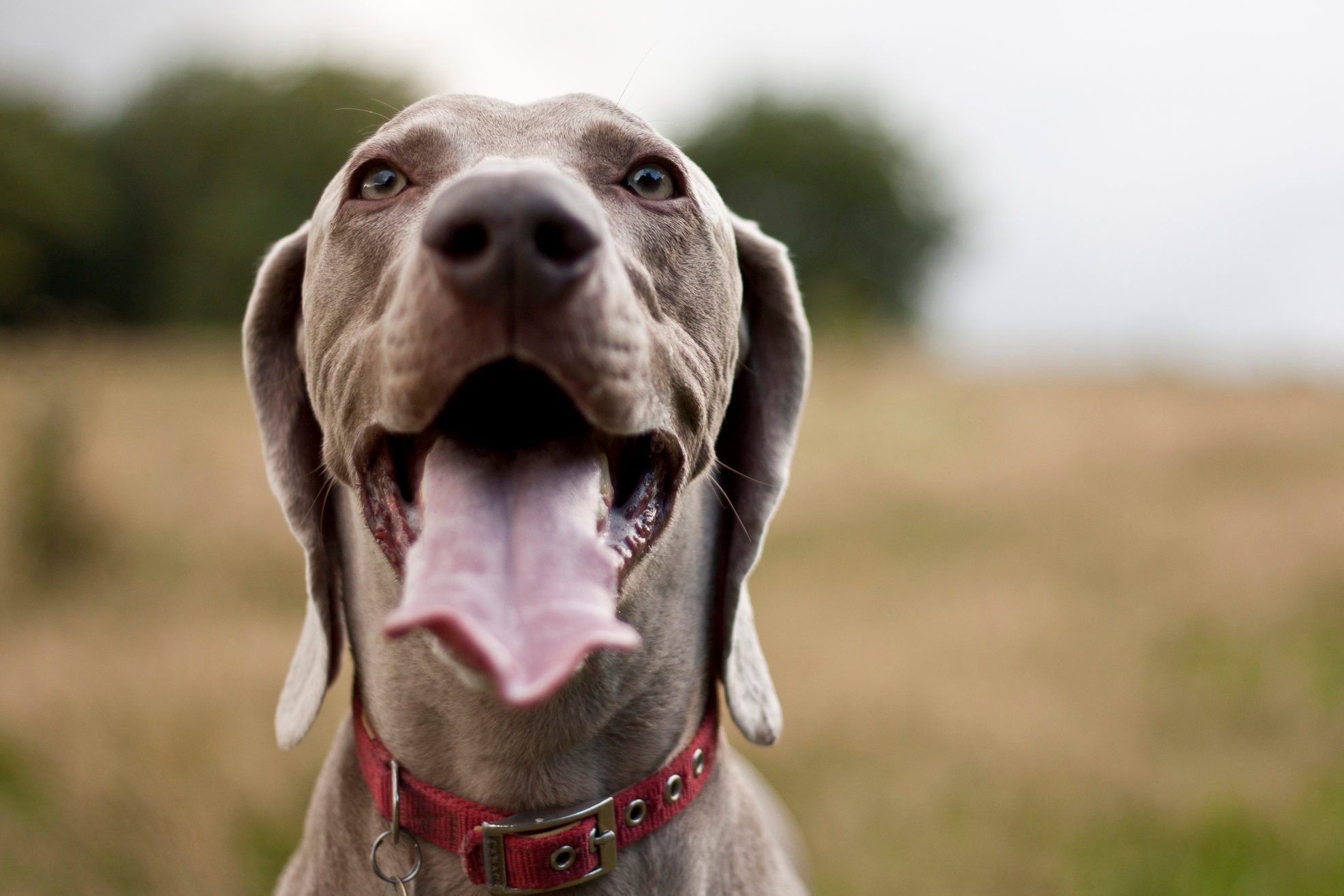 Happy dog with mouth wide open