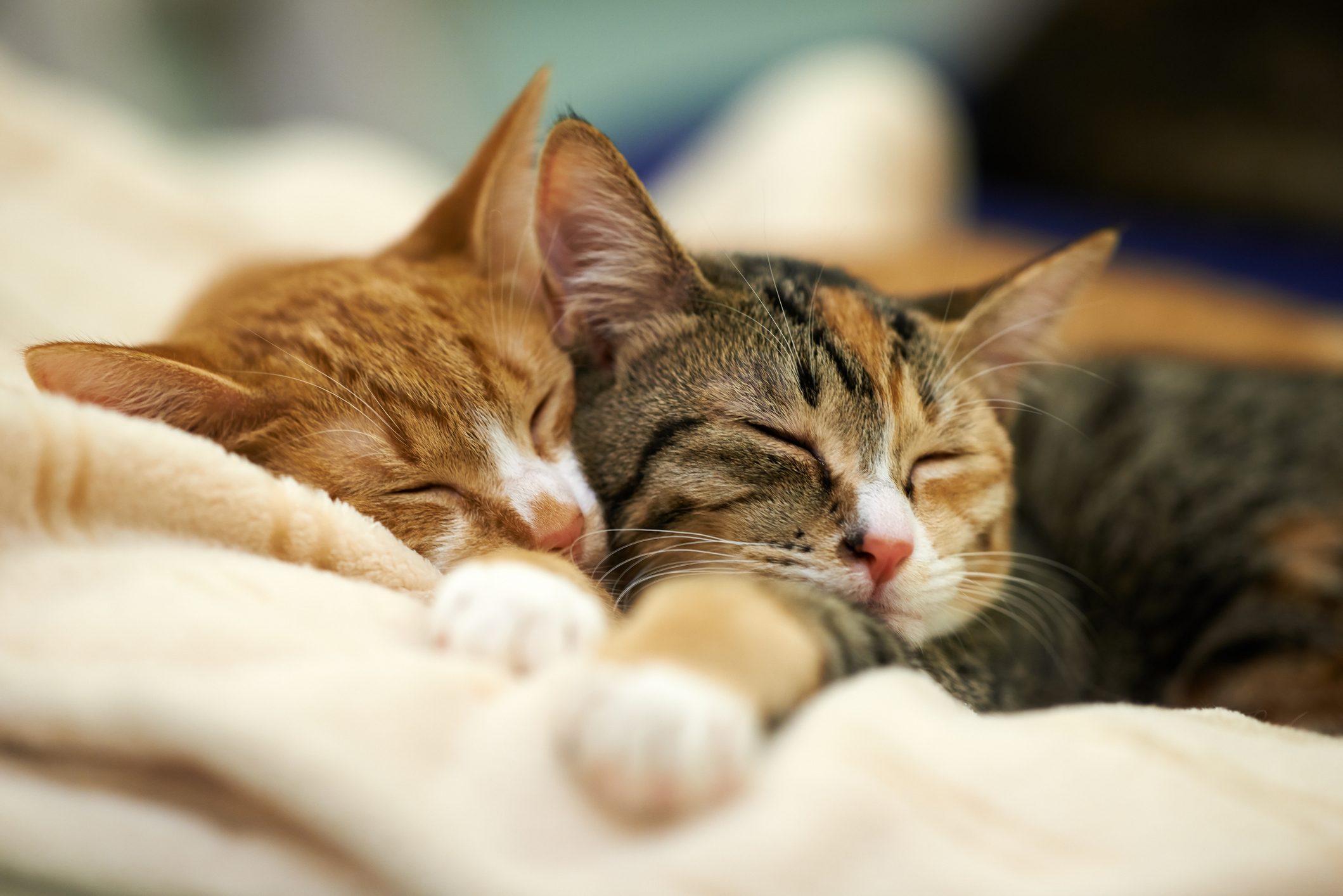 Sleeping Kittens