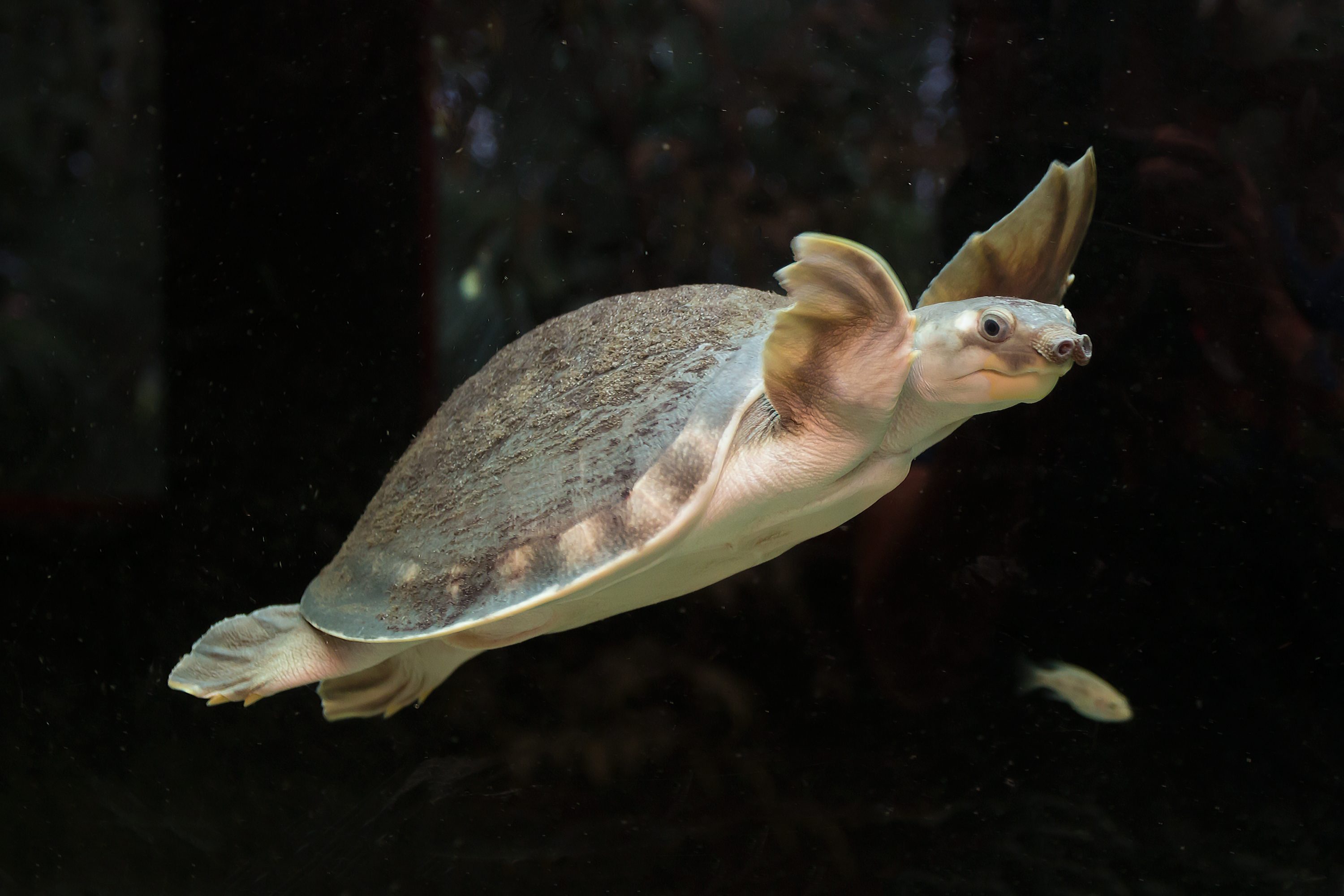 Pig-nosed turtle, Carettochelys insculpta