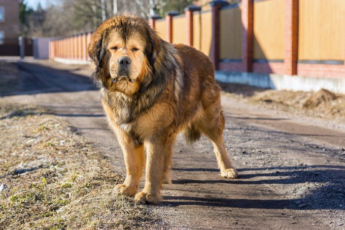 Dog breed Tibetan Mastiff enjoying the sunshine