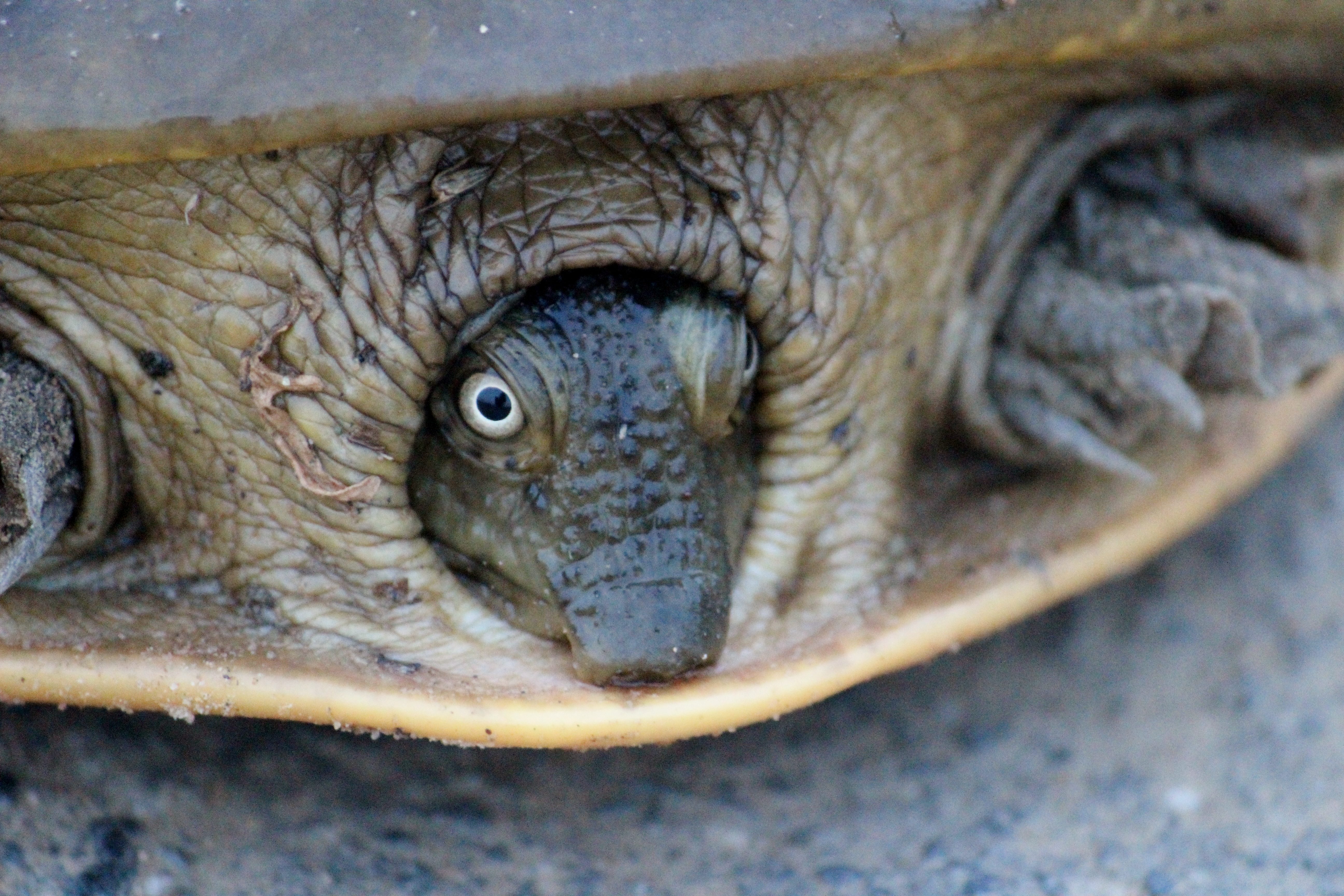 Flapshell Turtle