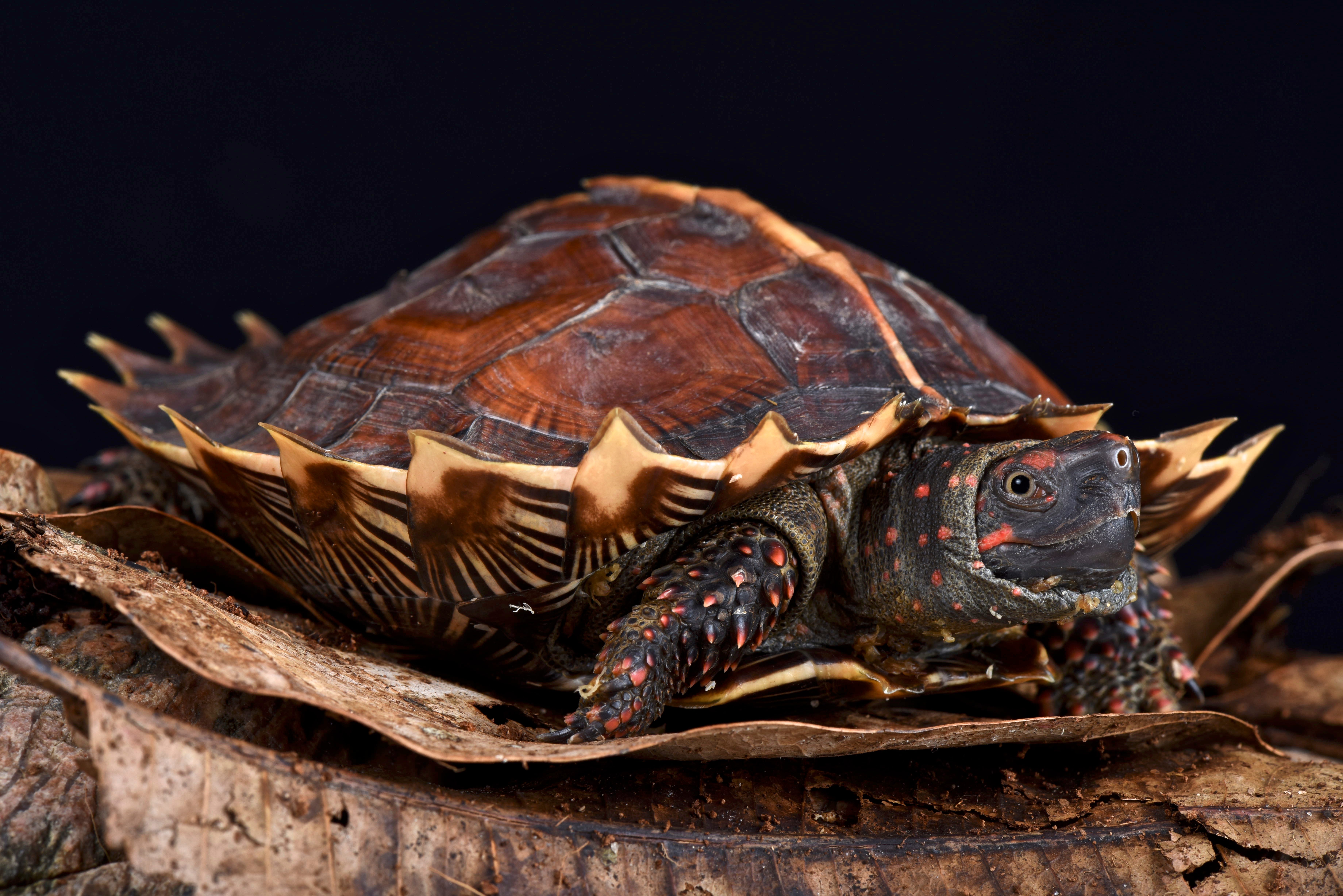 Spiny turtle (Heosemys spinosa)