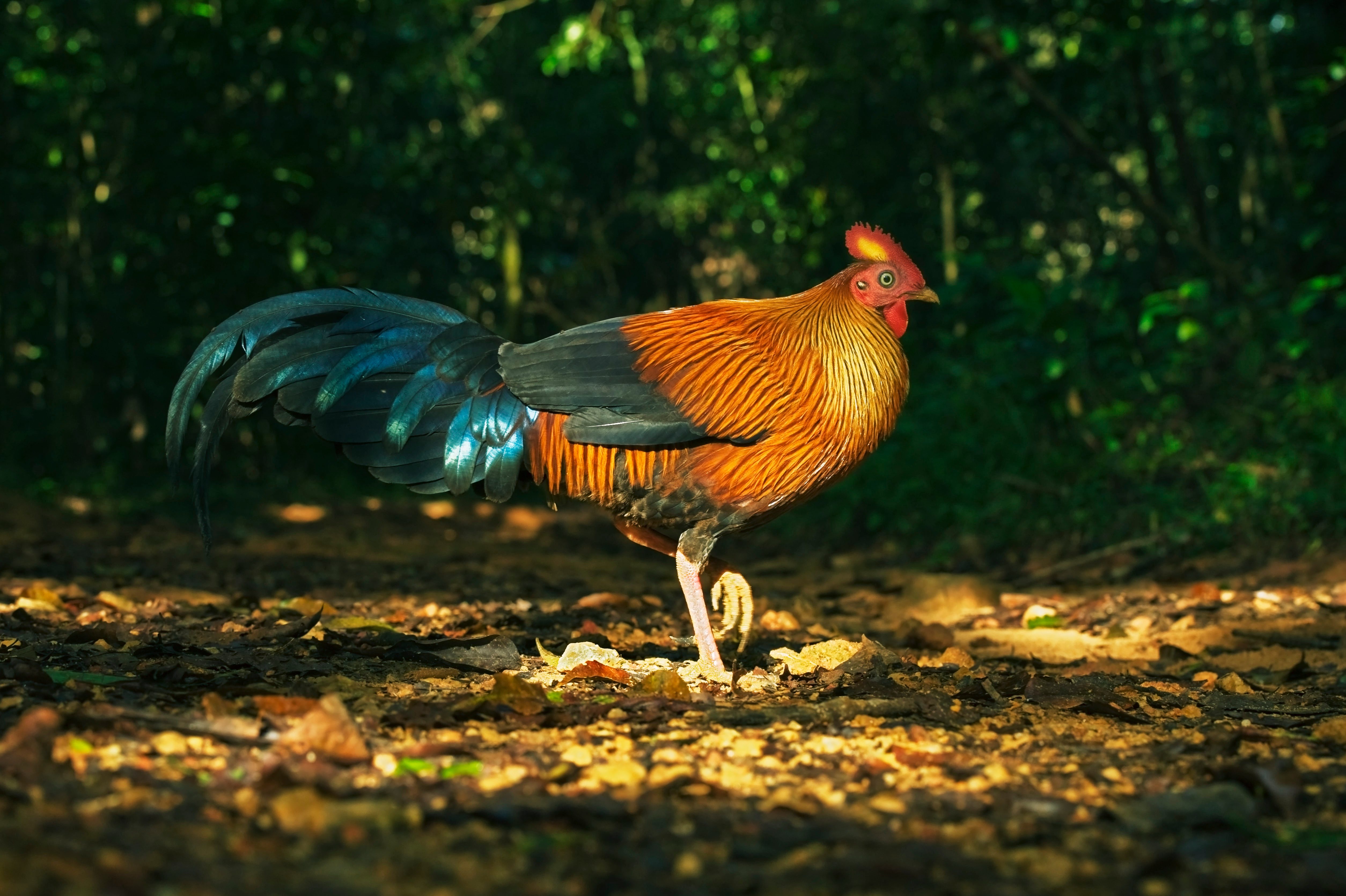 Sri Lanka Junglefowl in Sinharaja Forest Reserve