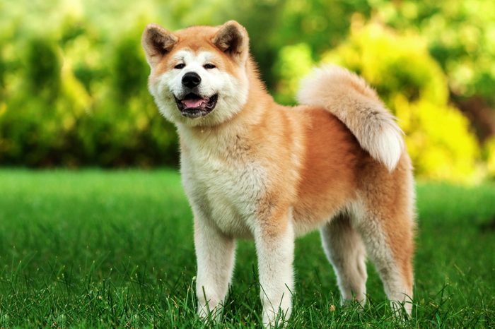 Young beautiful akita inu dog outdoors on summer day