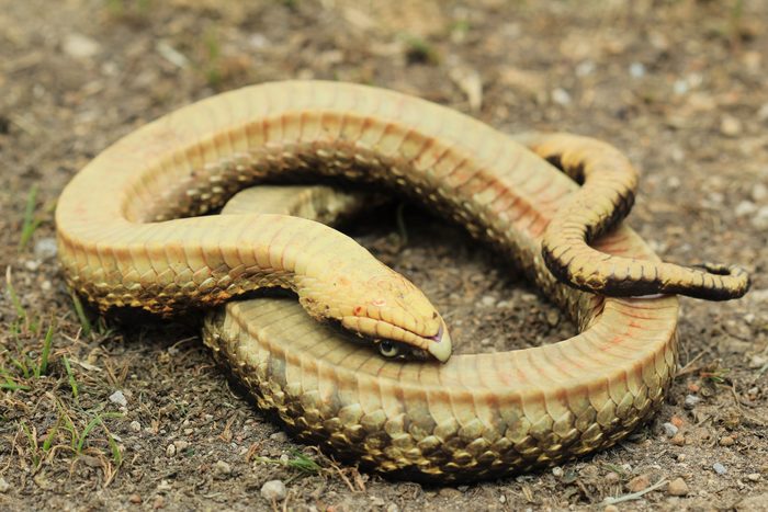 Eastern Hognose Snake Fakes Death With Oscar - Worthy Performance