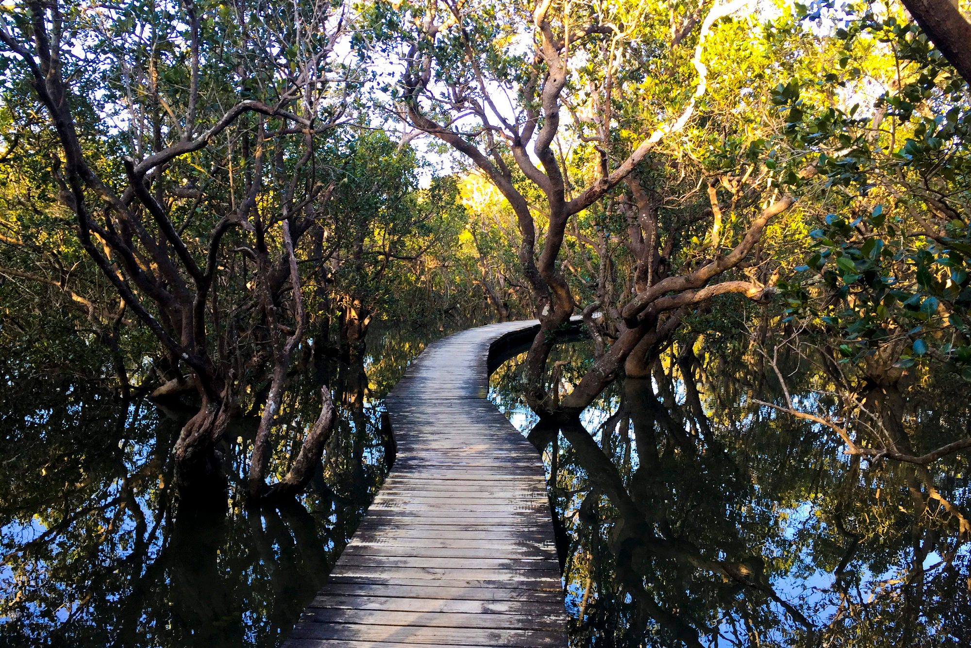 Eco Tours at Daintree National Park