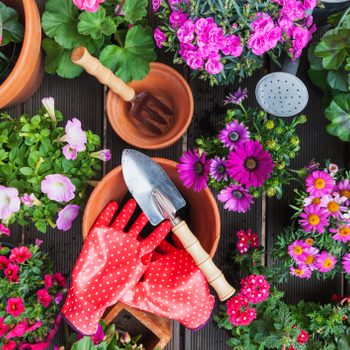 Gardening, different spring and summer flowers, gardening tools on garden table