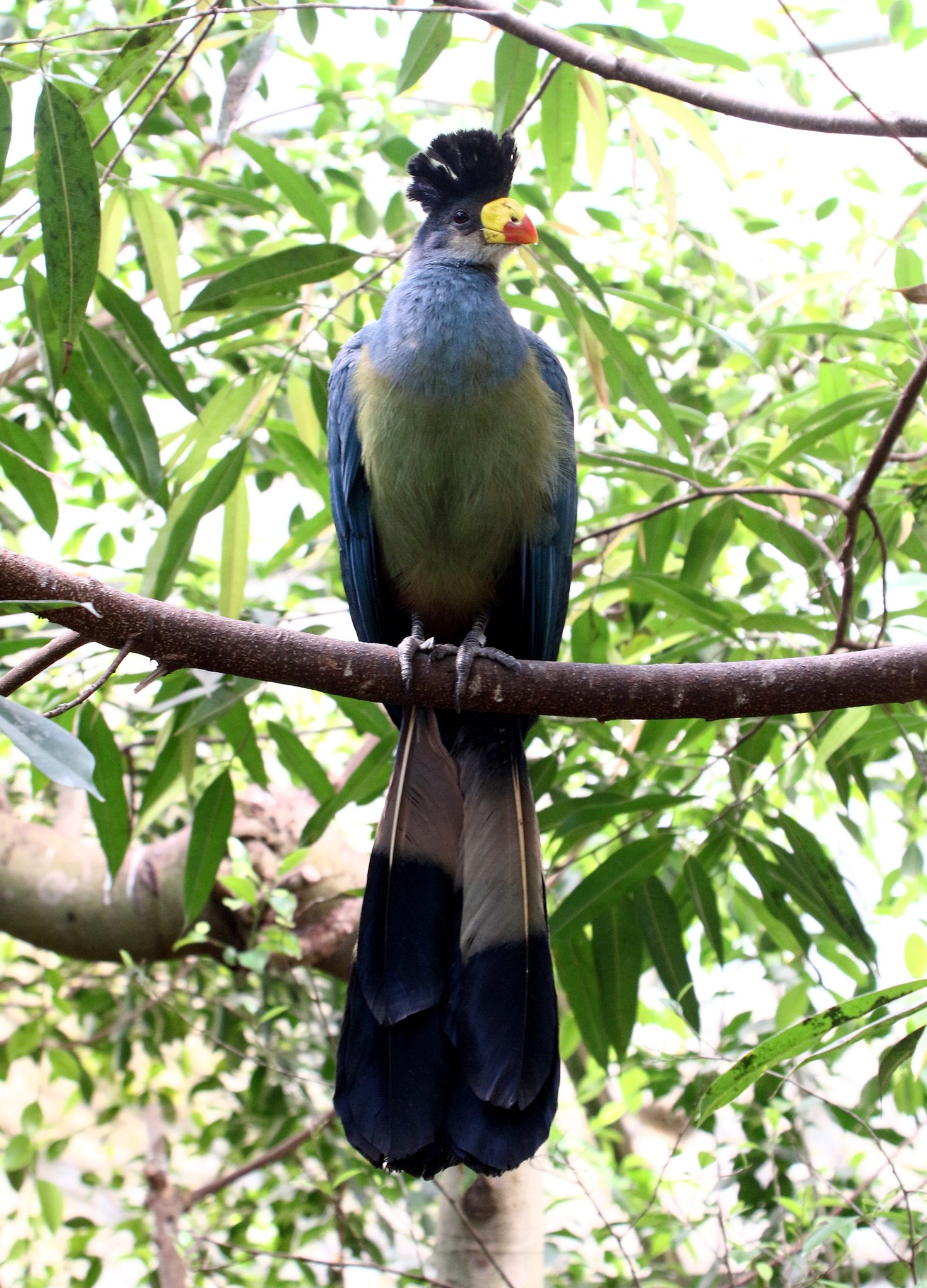 African Great Blue Turaco