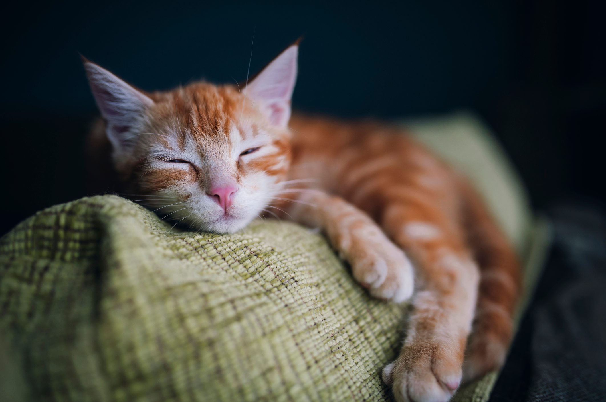 Portrait of tabby cat sleeping on the backrest of a couch