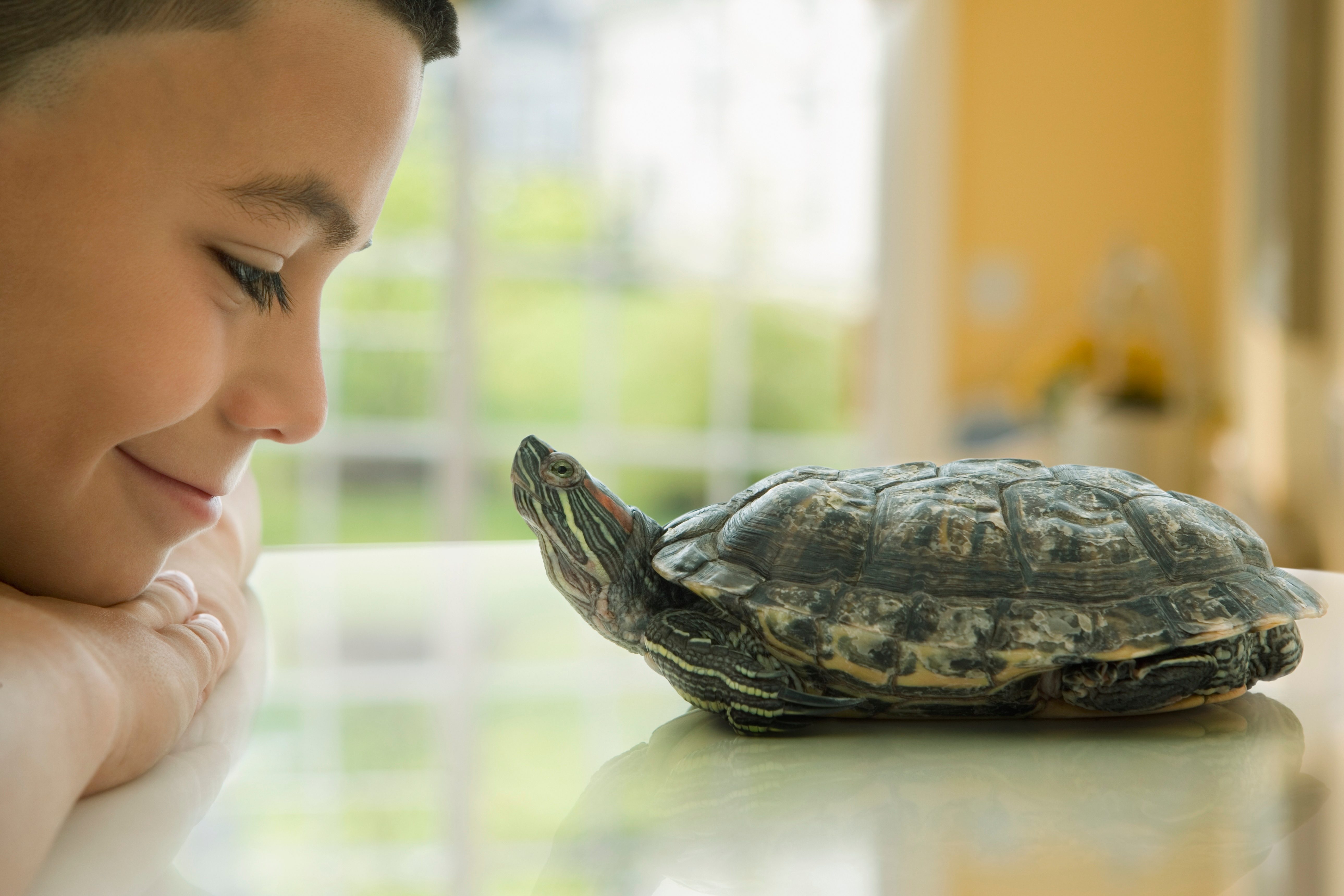 Close up of Hispanic boy smiling at turtle