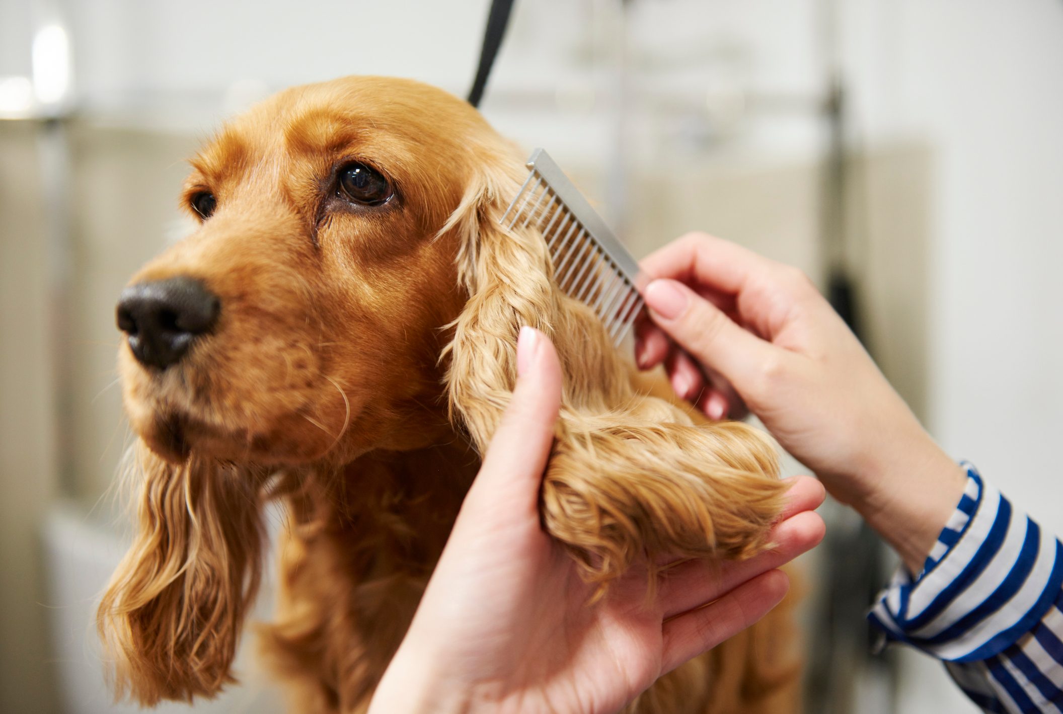 Hands of female groomer combing cocker spaniels ear at dog grooming salon