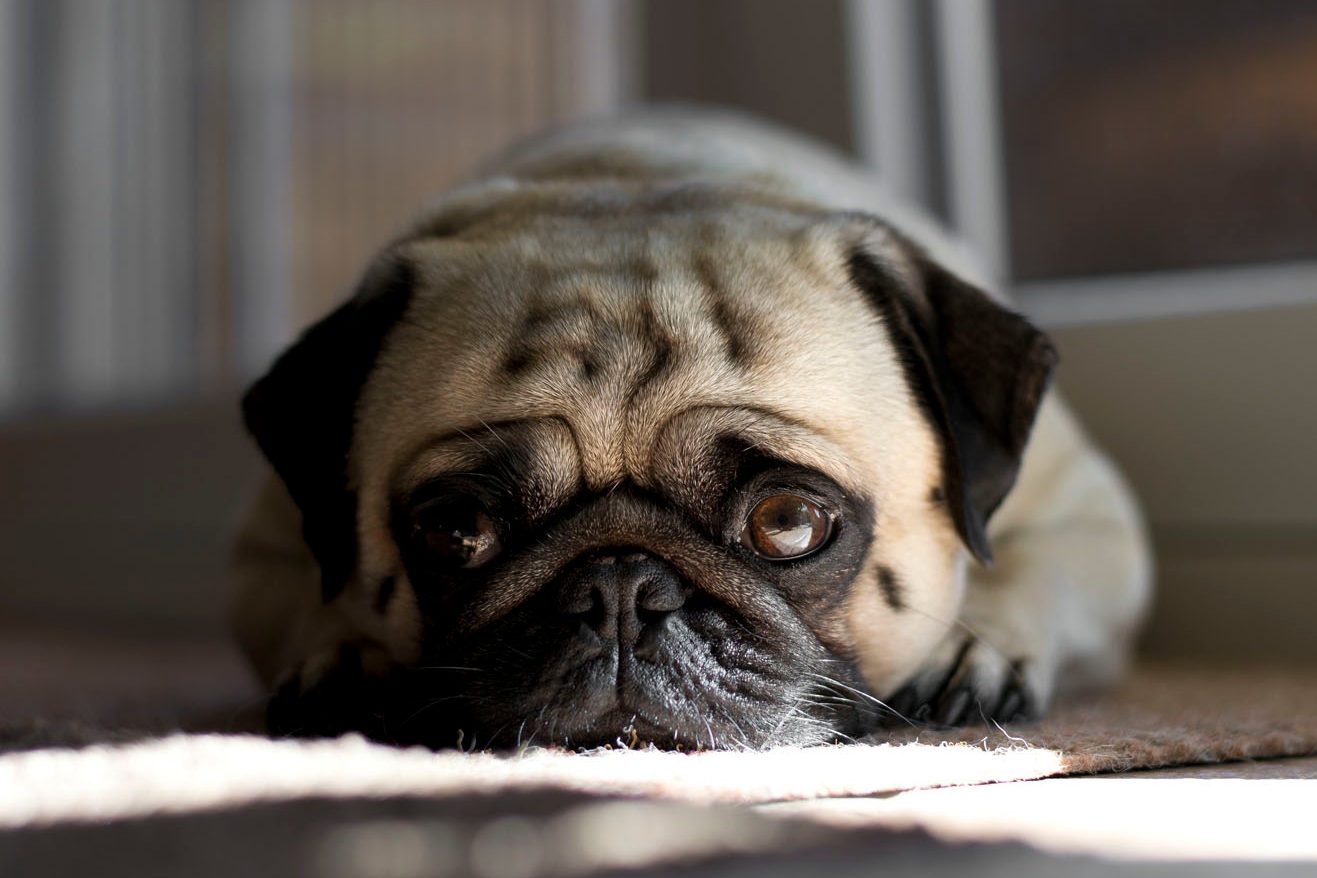 Close-Up Portrait Of Pug At Home