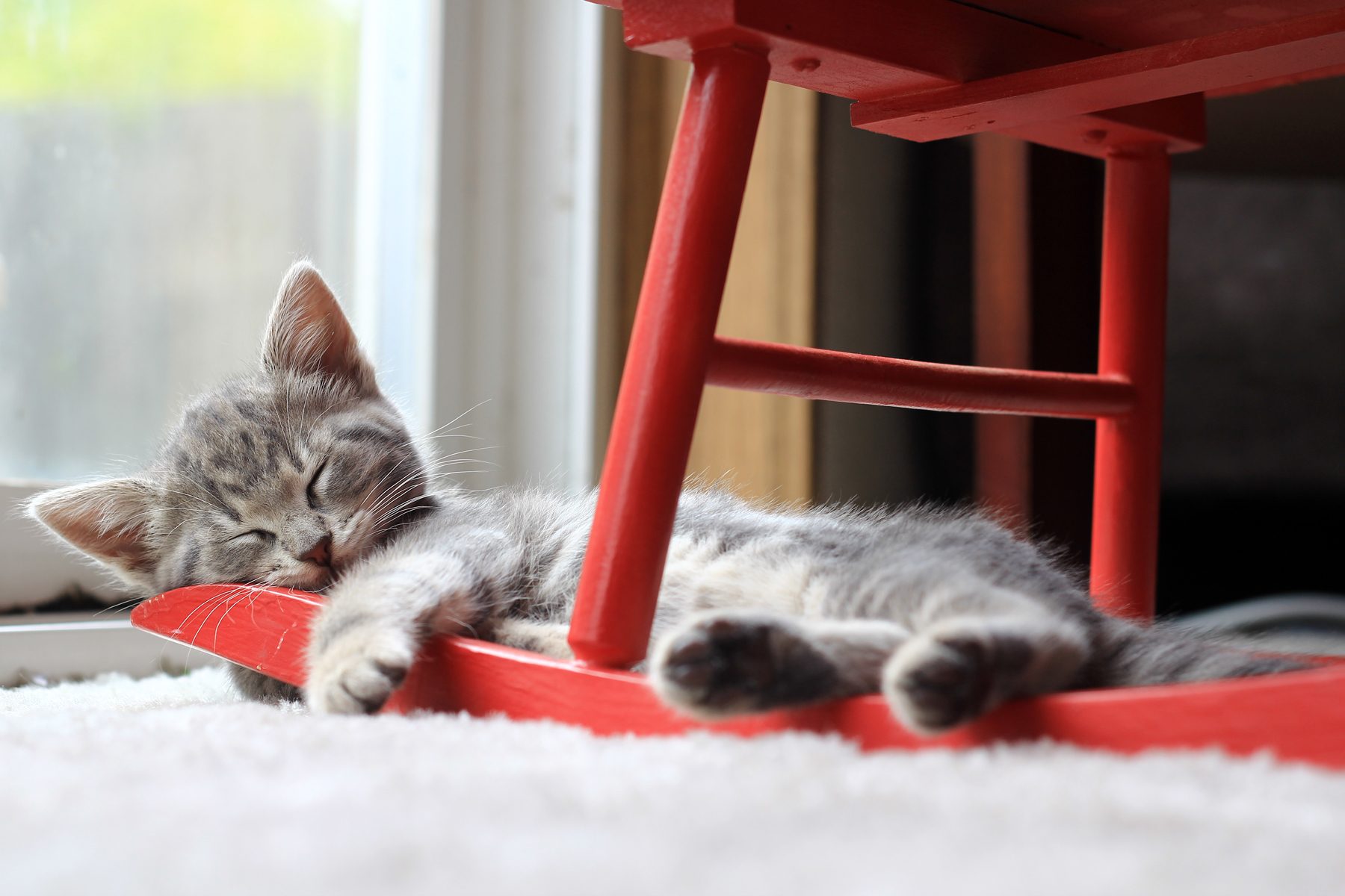 Close-Up Of Cat Relaxing At Home