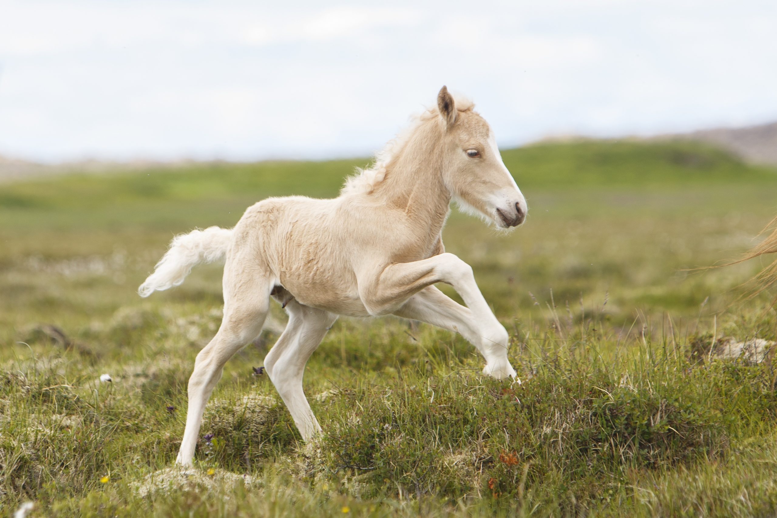 Playful foal