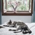 Is It OK to Let Your Cat Sleep in Your Bed?