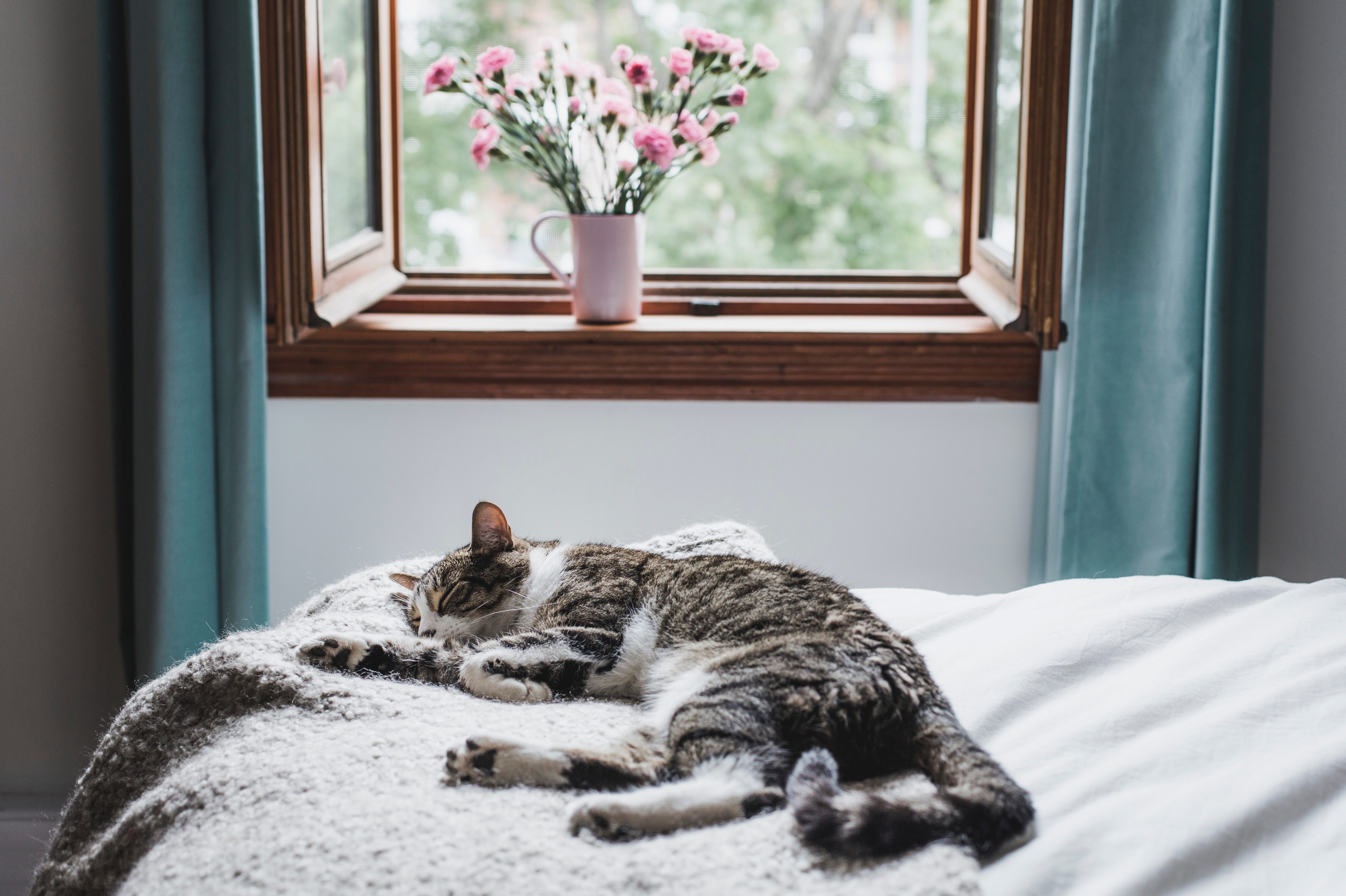 Tabby cat sleeping on a bed