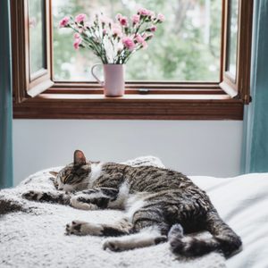 Tabby cat sleeping on a bed