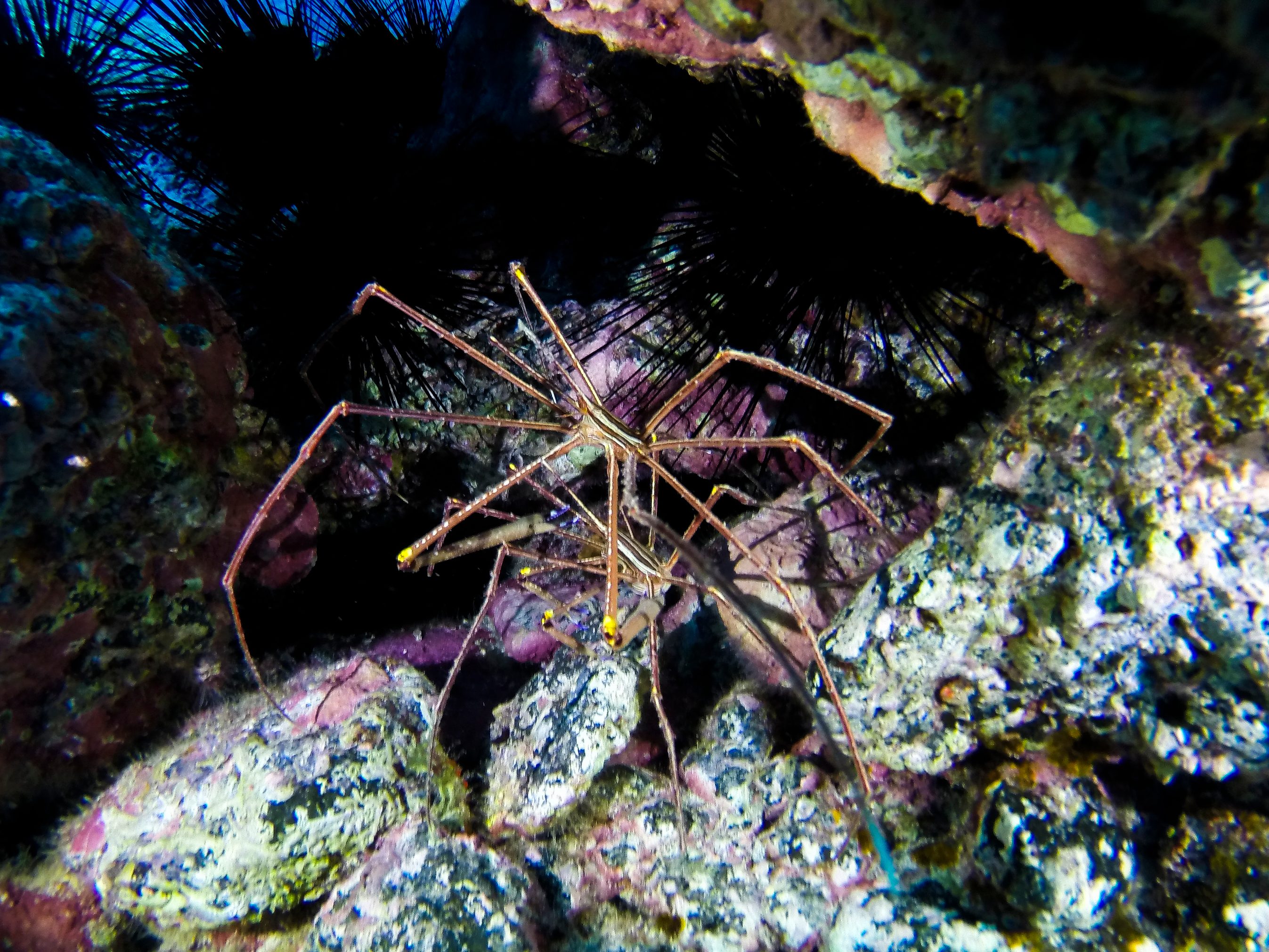 sea spider