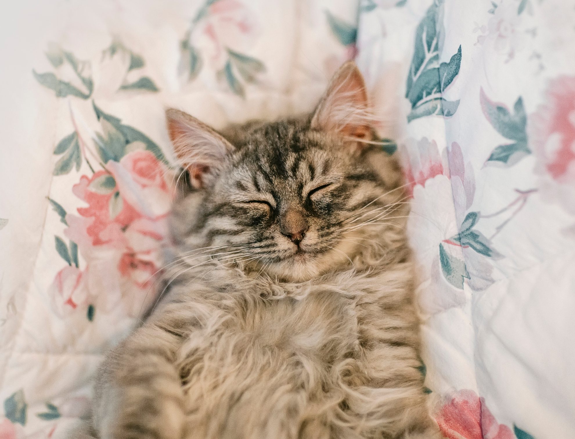 Sleeping cute kitten with smile